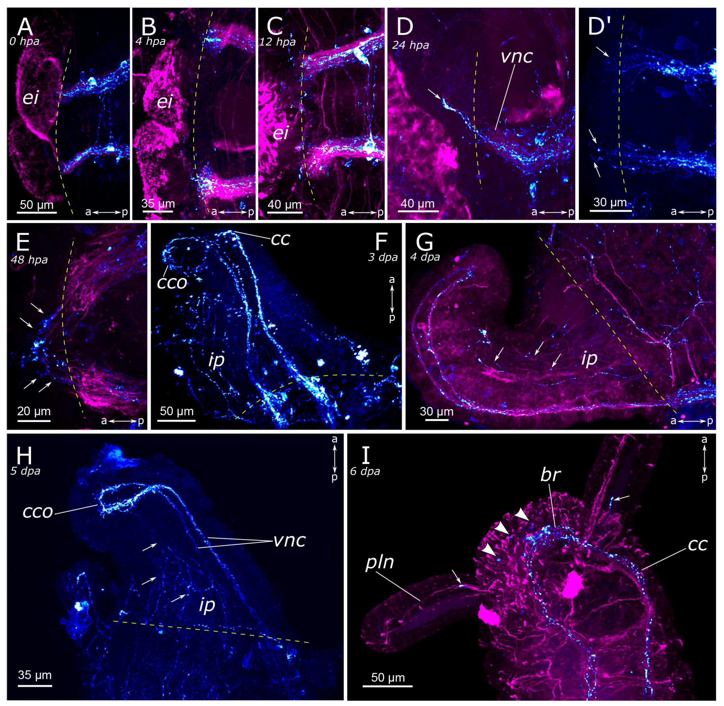 Biology 12 01412 g011