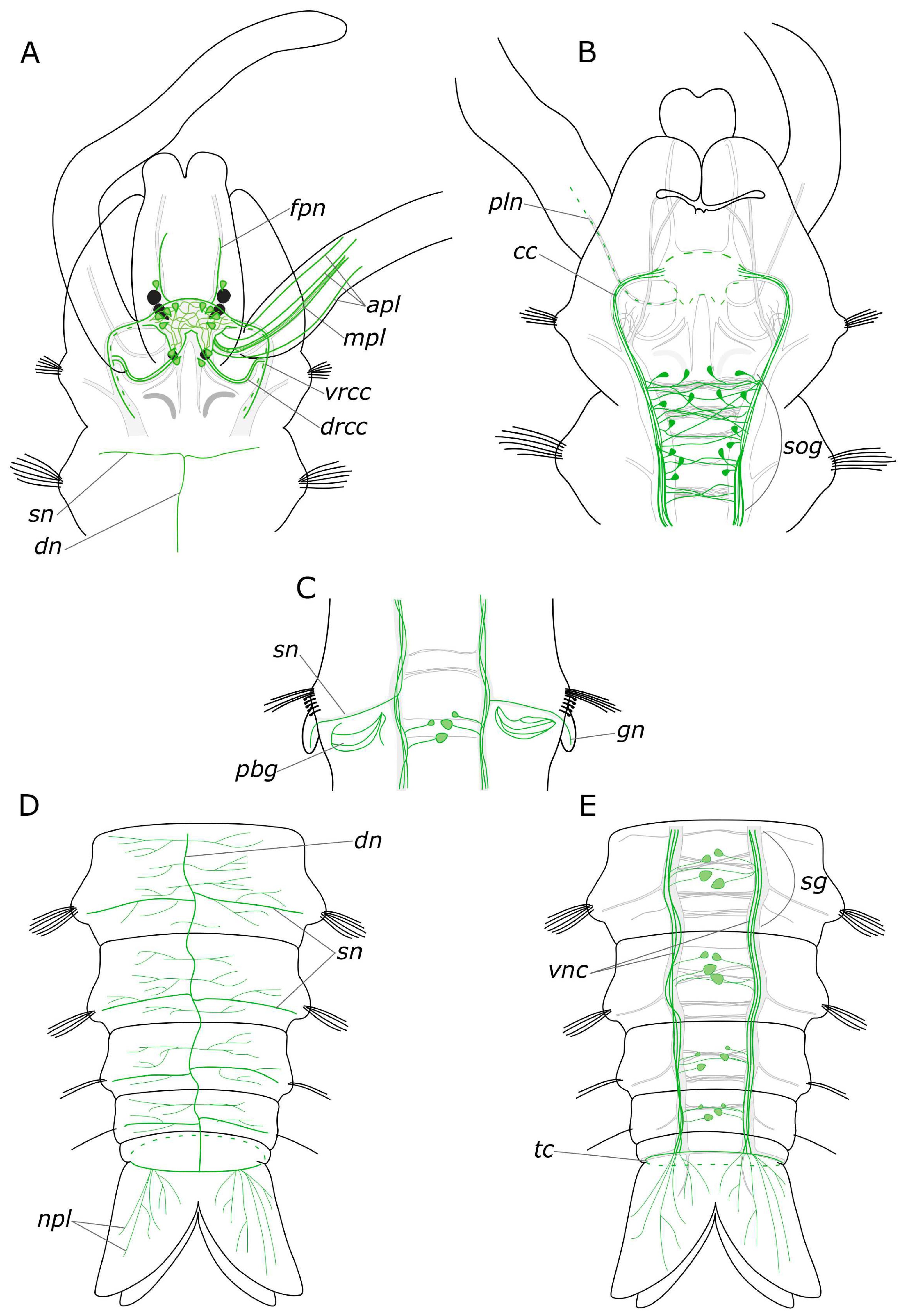 Biology 12 01412 g014