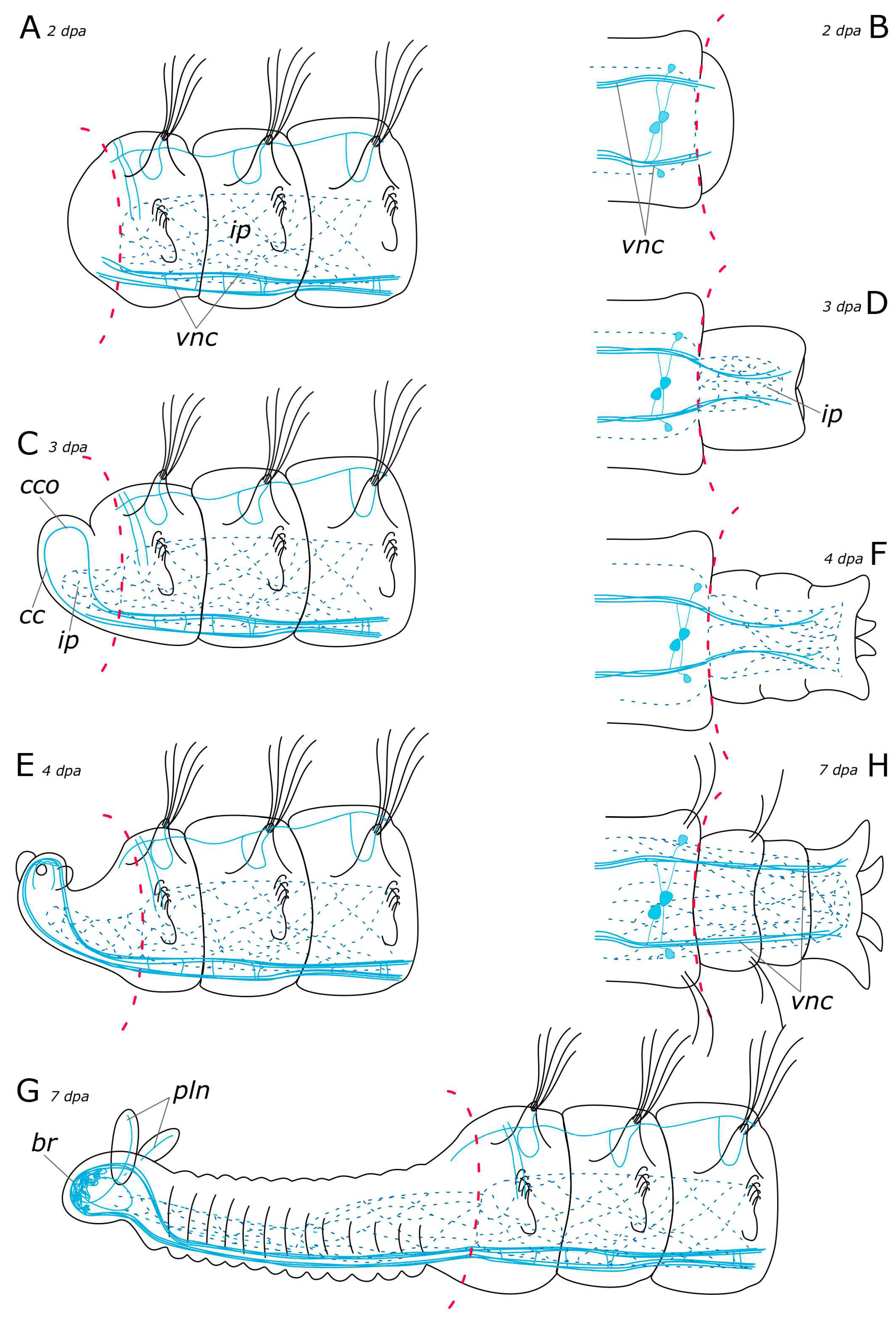 Biology 12 01412 g018