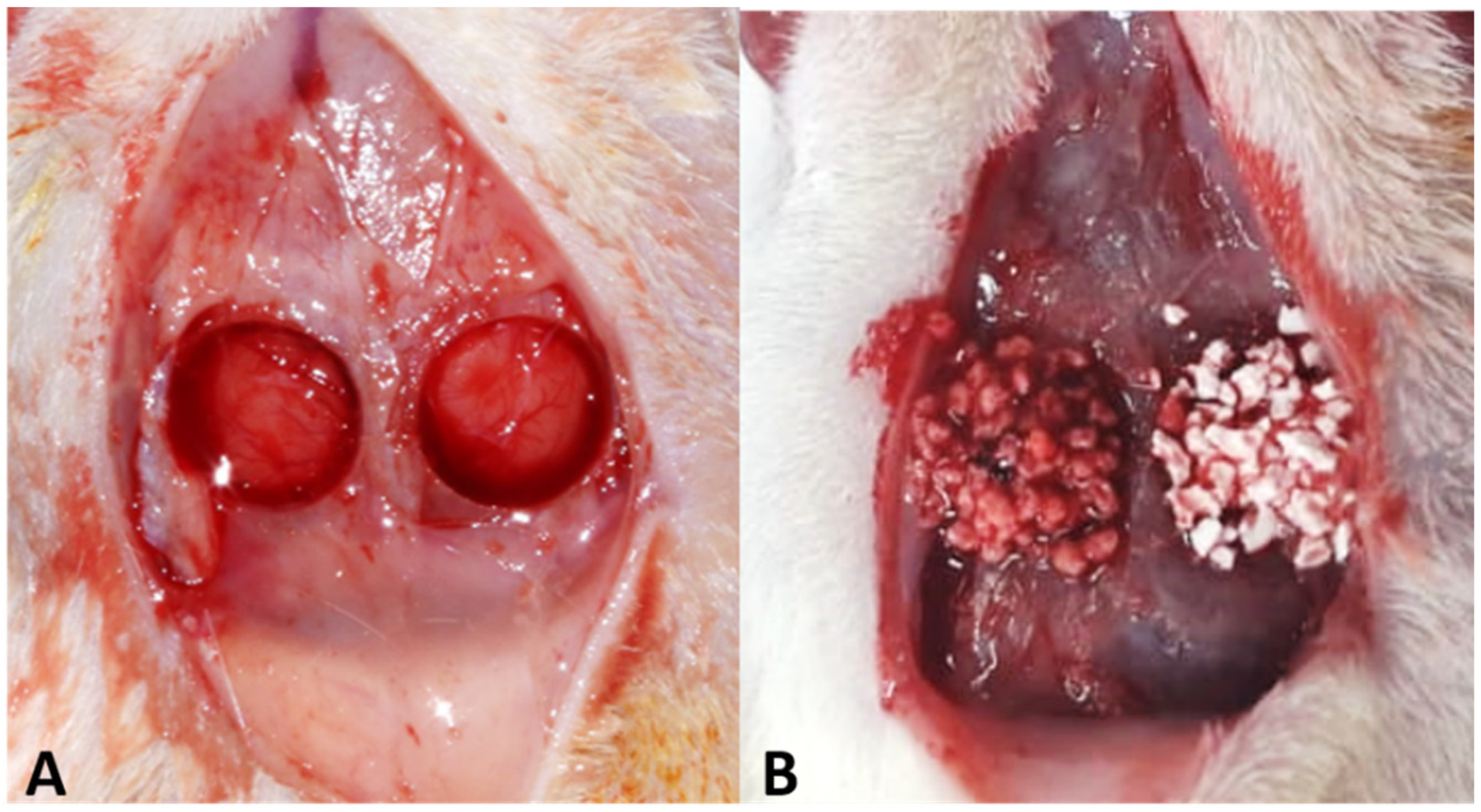 Biology 12 01417 g001