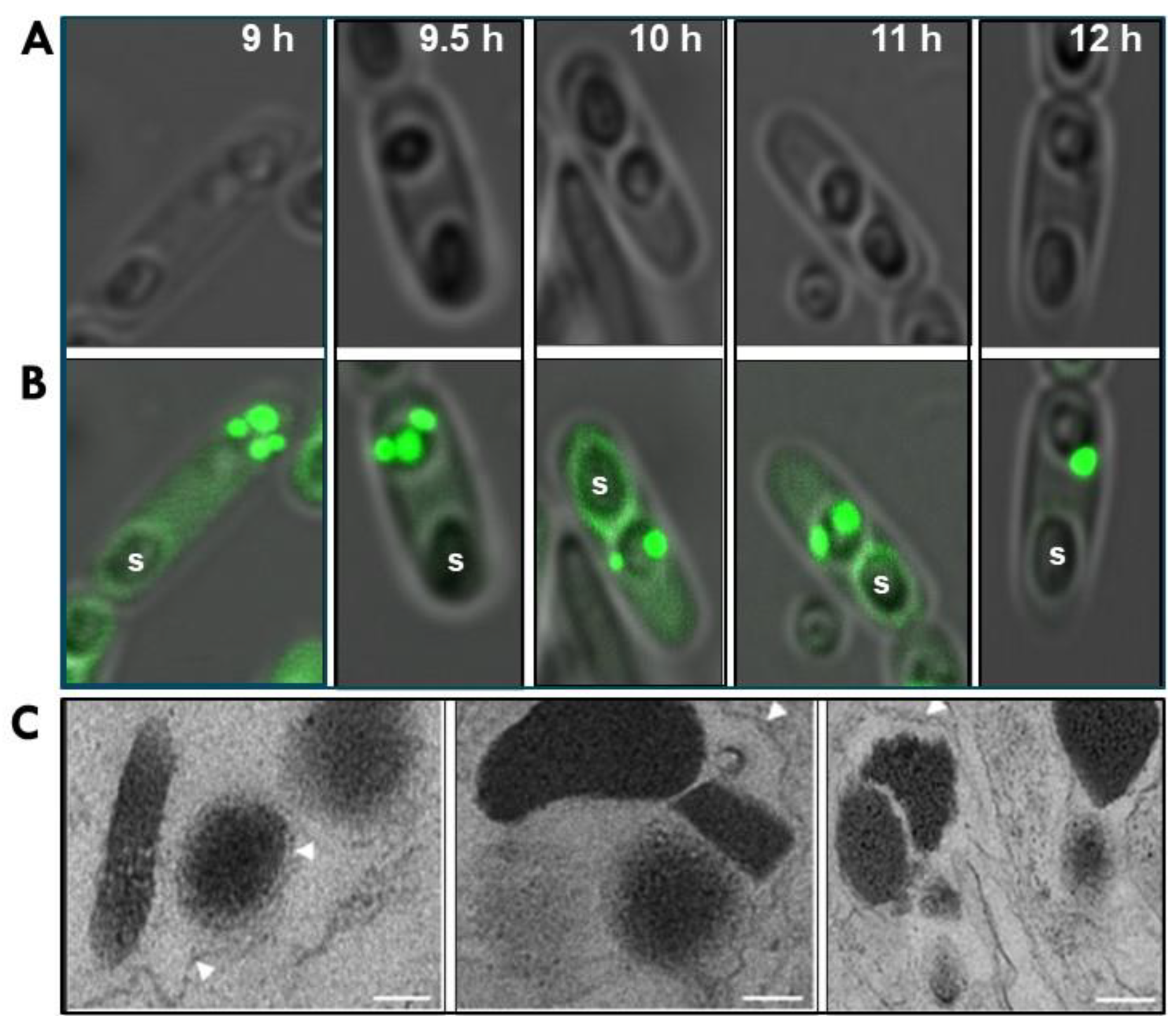 Biology 12 01421 g002