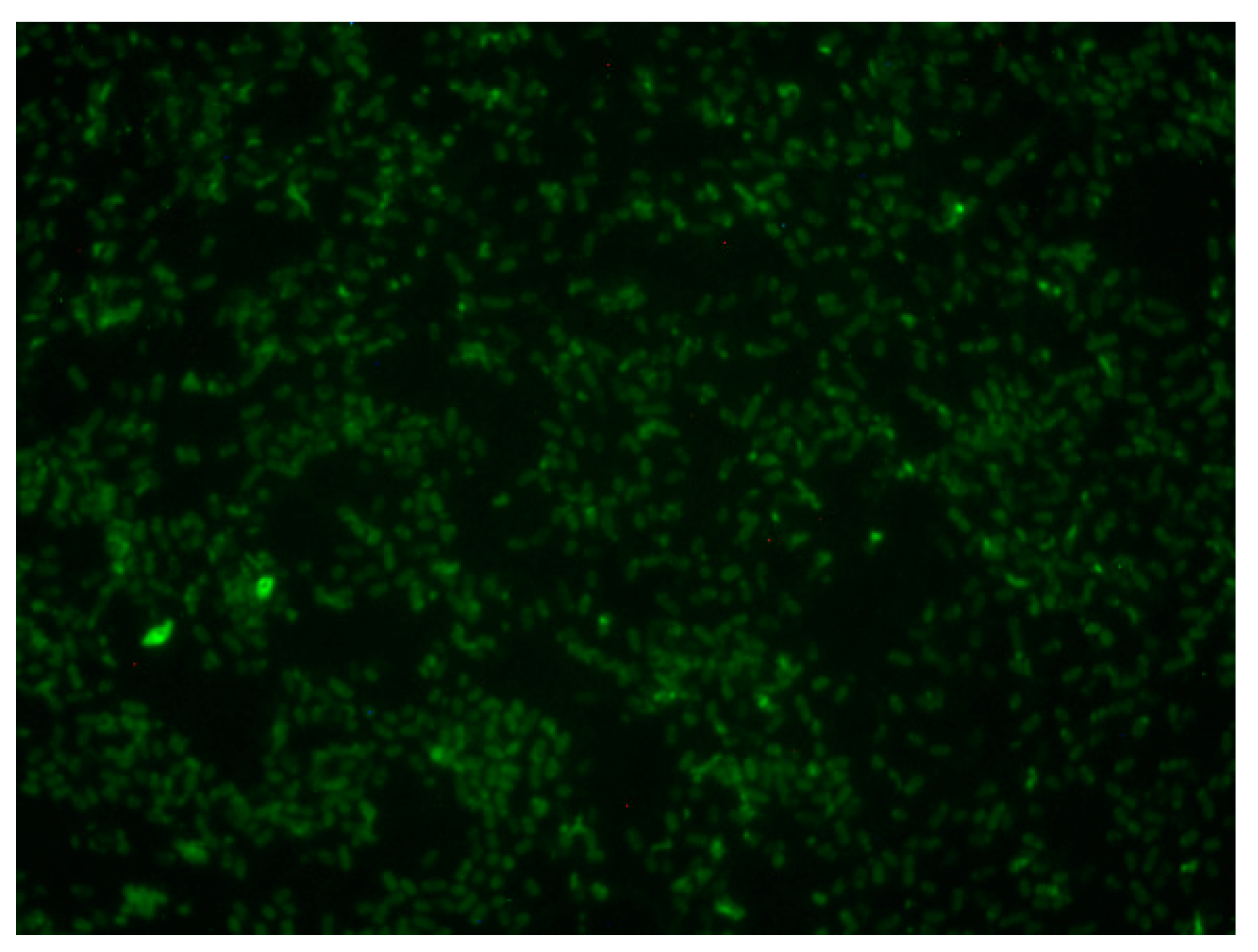 Biology 12 01432 g010 Biology 12 01432 g010