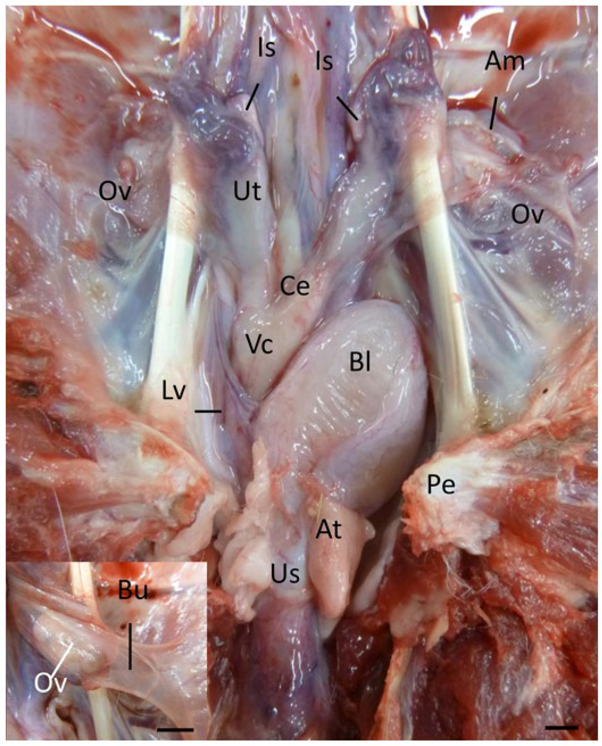 Biology 12 01445 g001