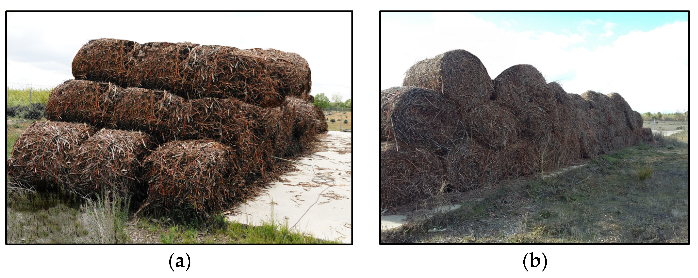 Biology 12 01451 g0a4