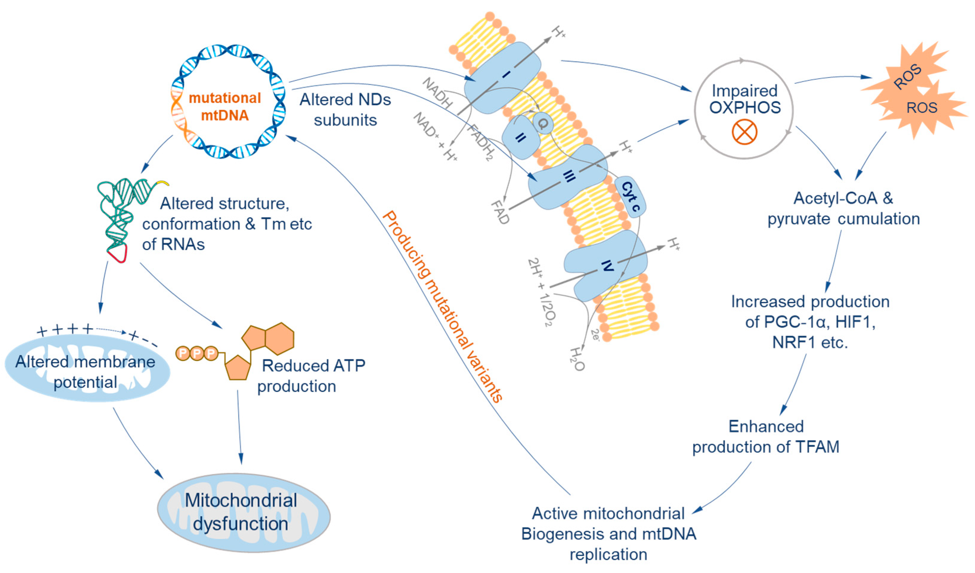 Biology 12 01452 g002 Biology 12 01452 g002