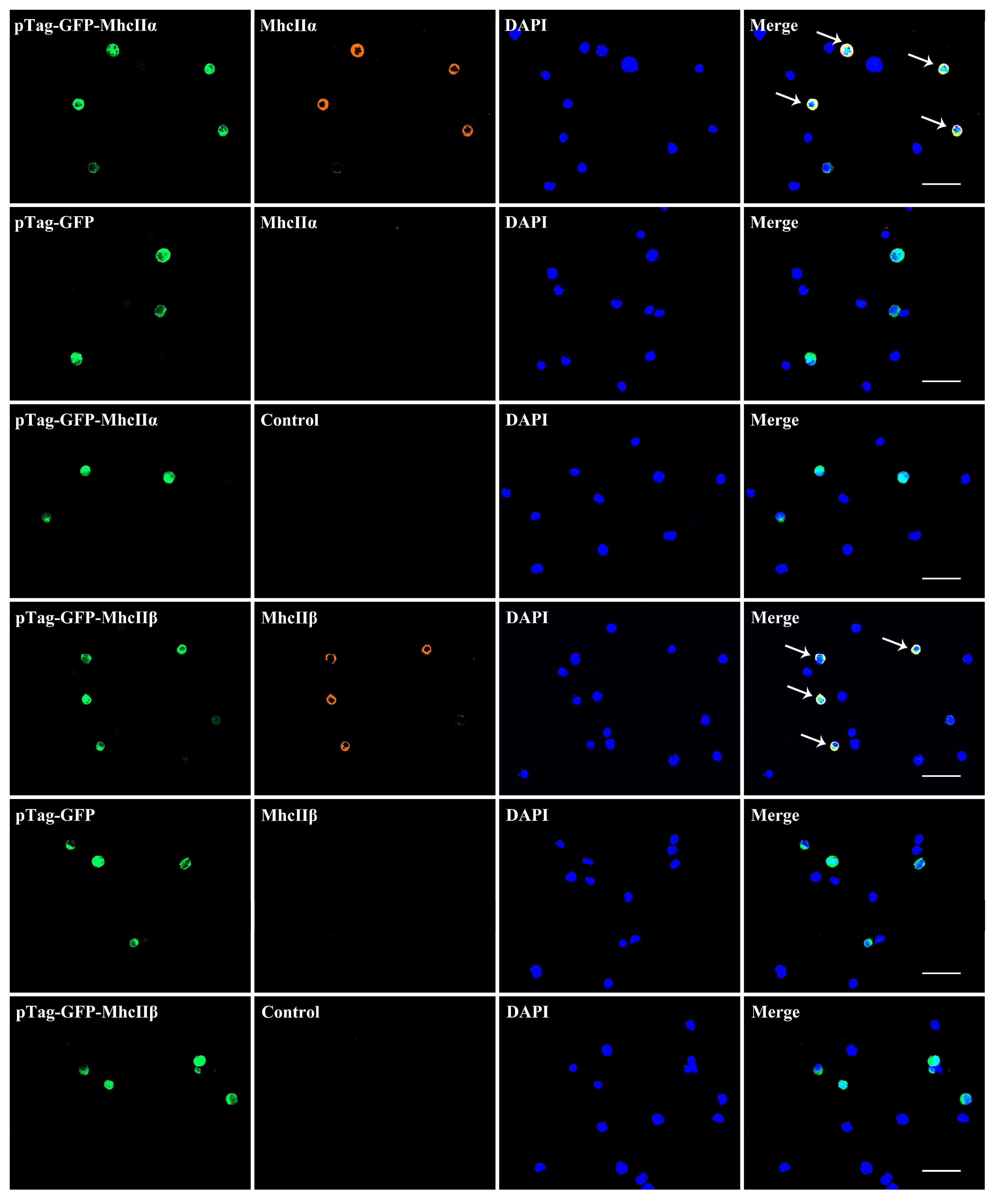 Biology 12 01464 g005