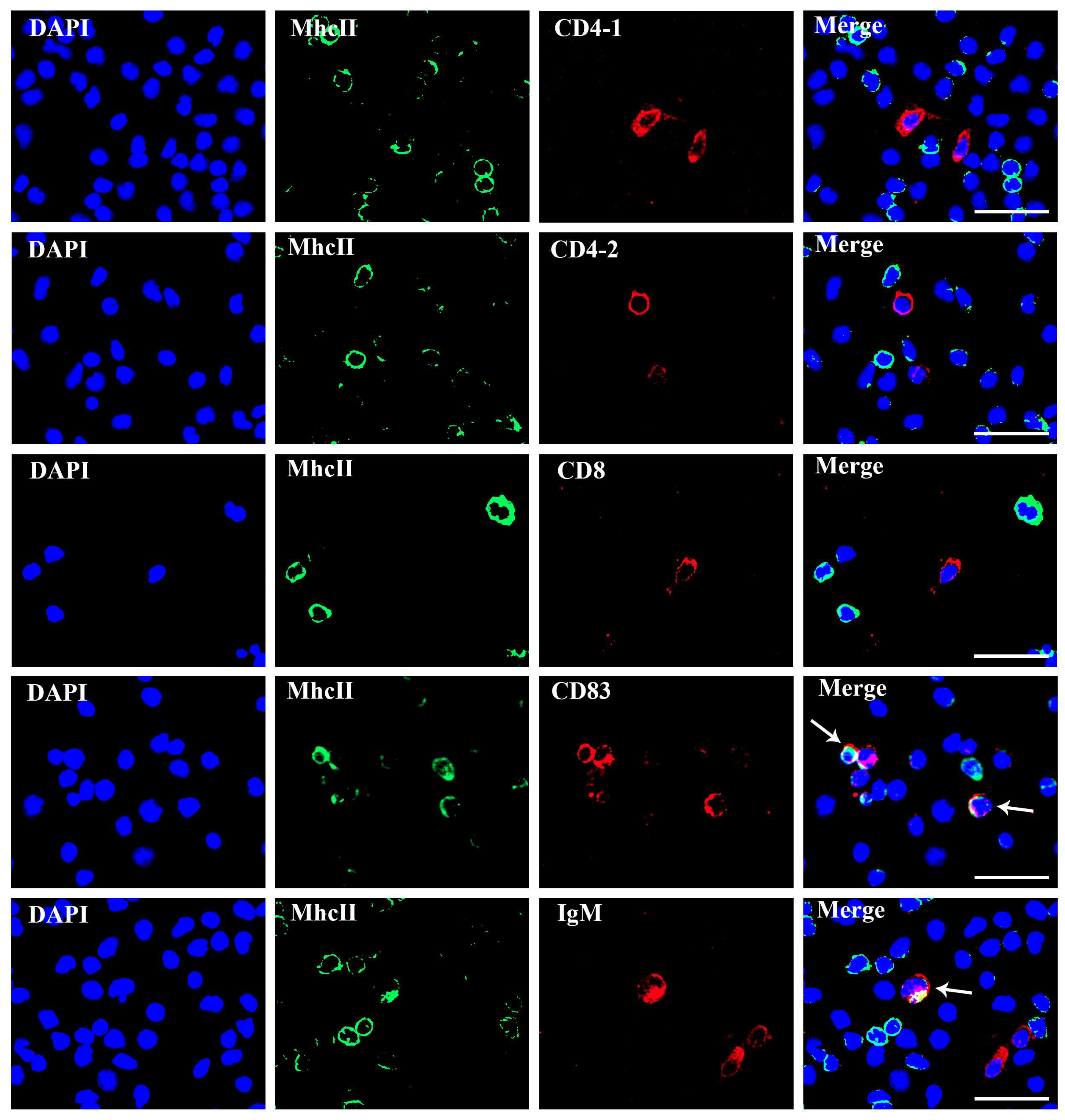 Biology 12 01464 g007