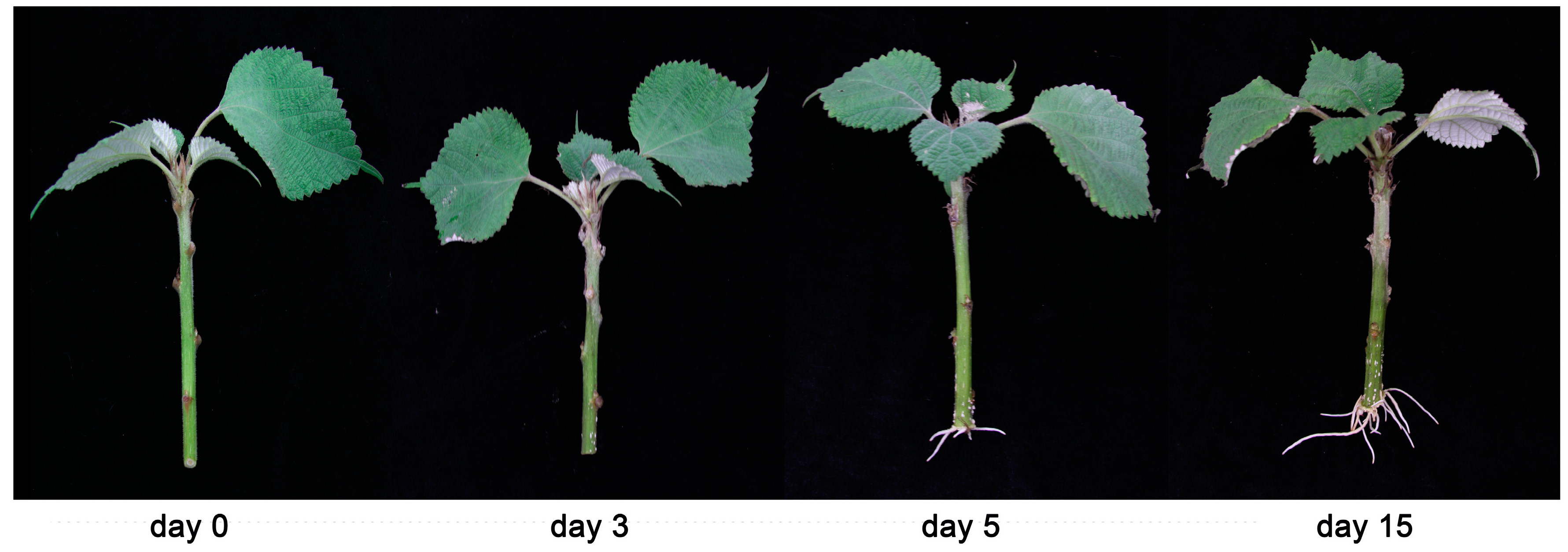 Biology 12 01475 g005