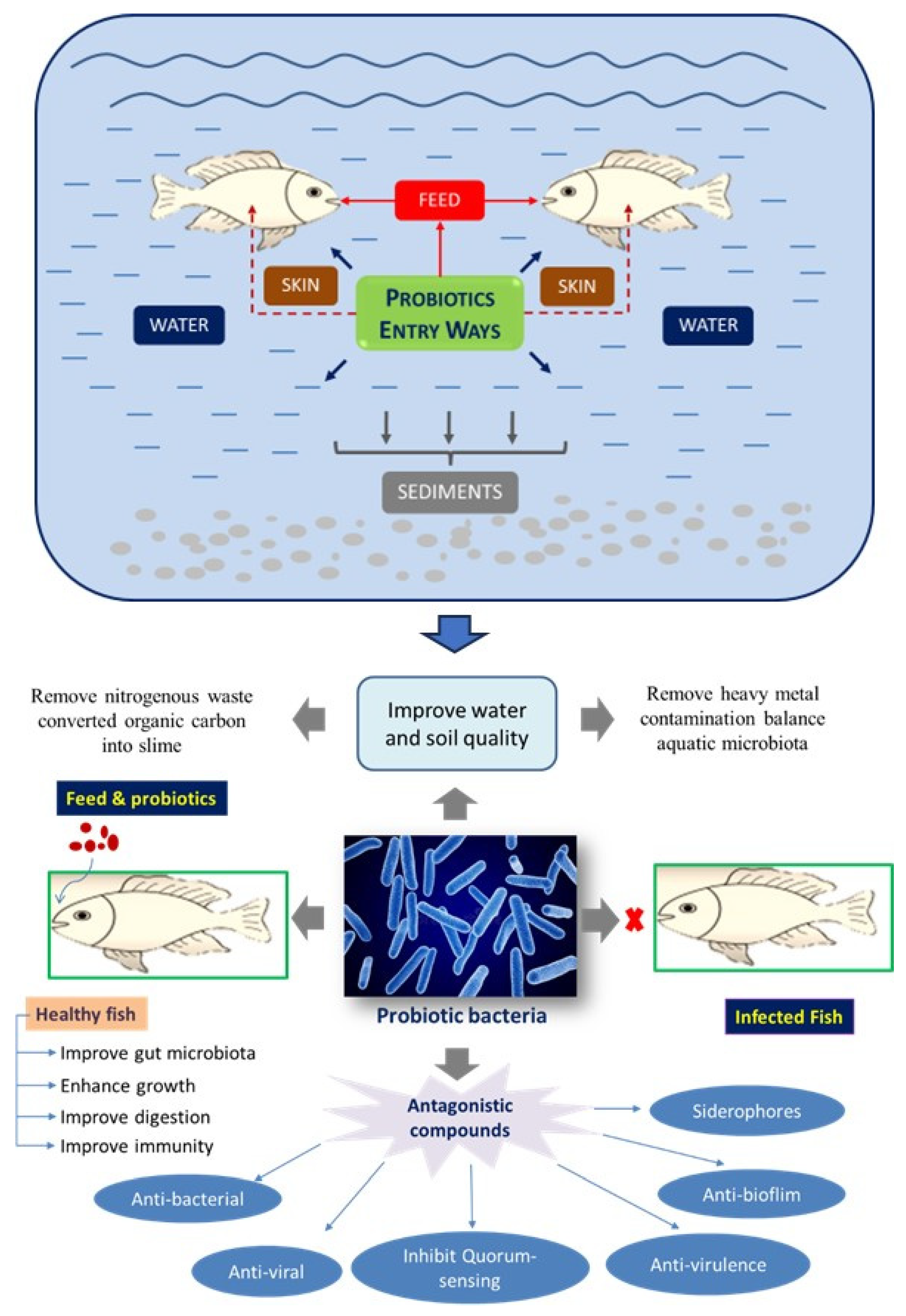 Biology, Free Full-Text