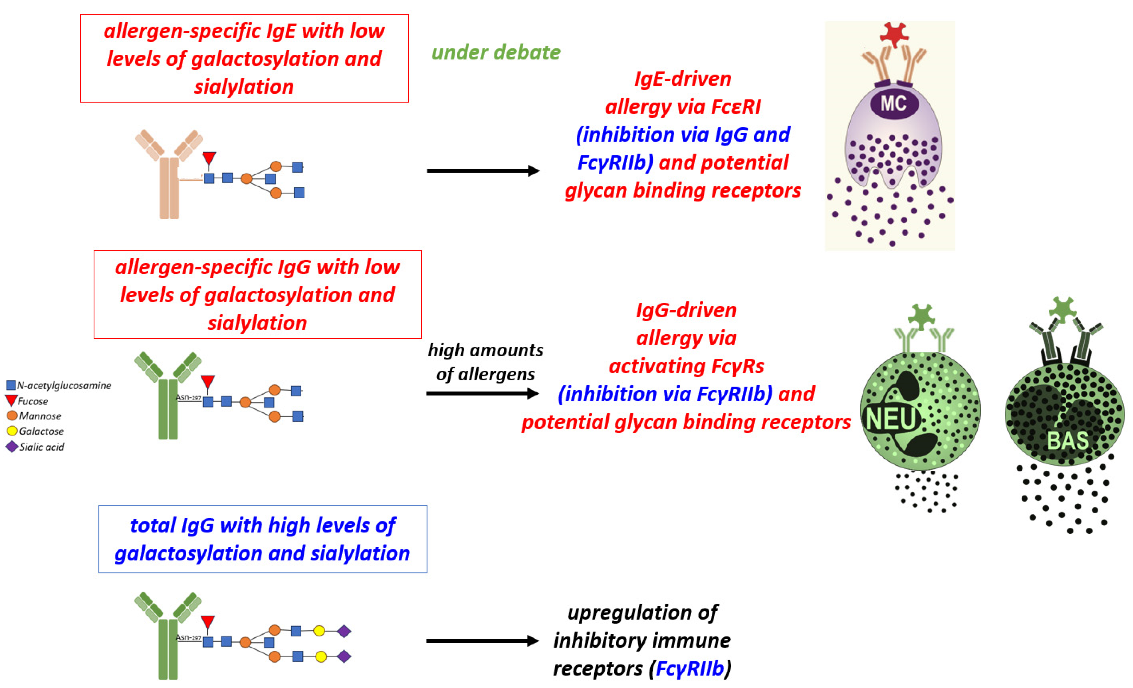 Altered Fc galactosylation in IgG4 is a potential serum marker for