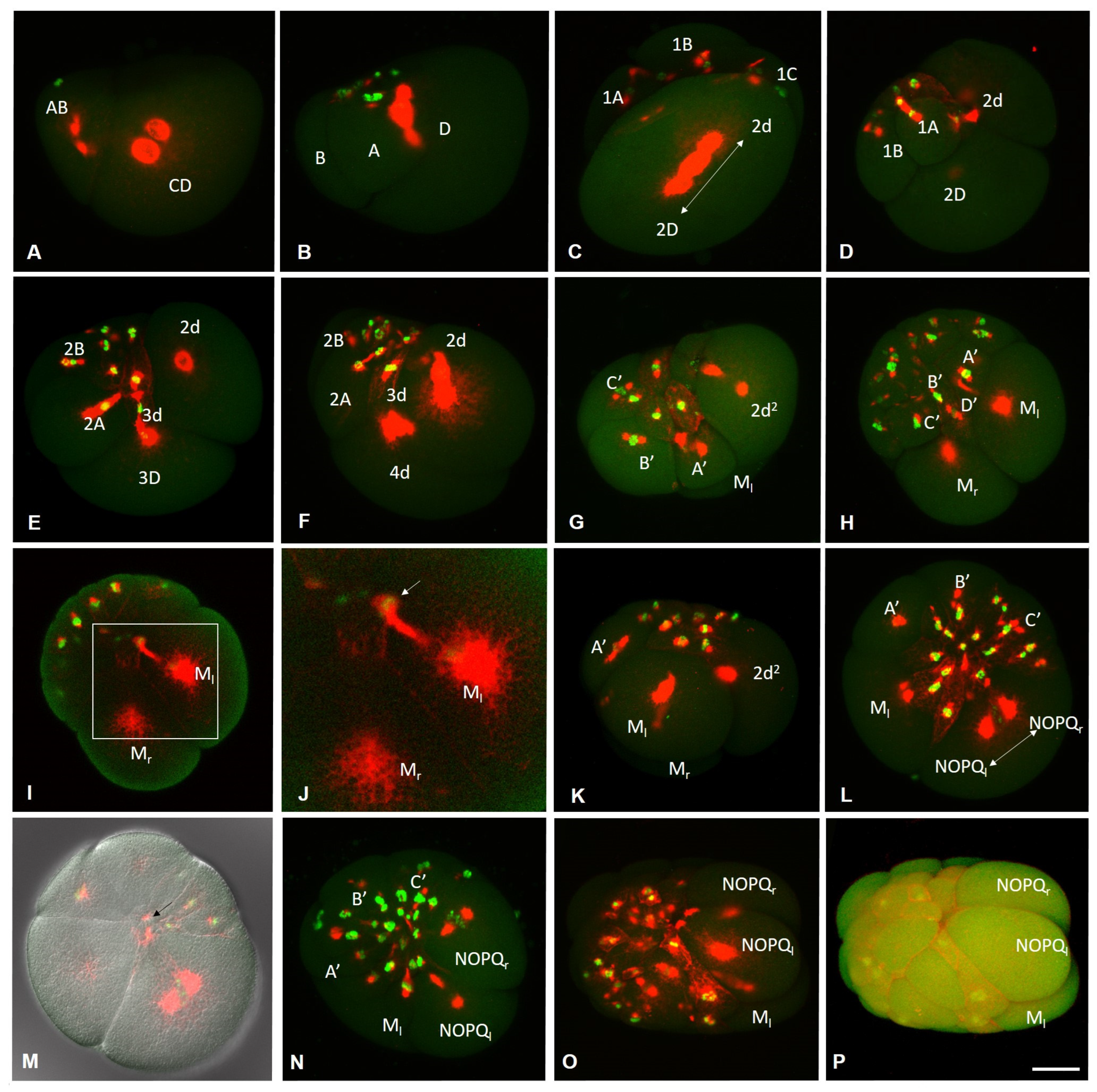 Biology 12 01508 g003 Biology 12 01508 g003