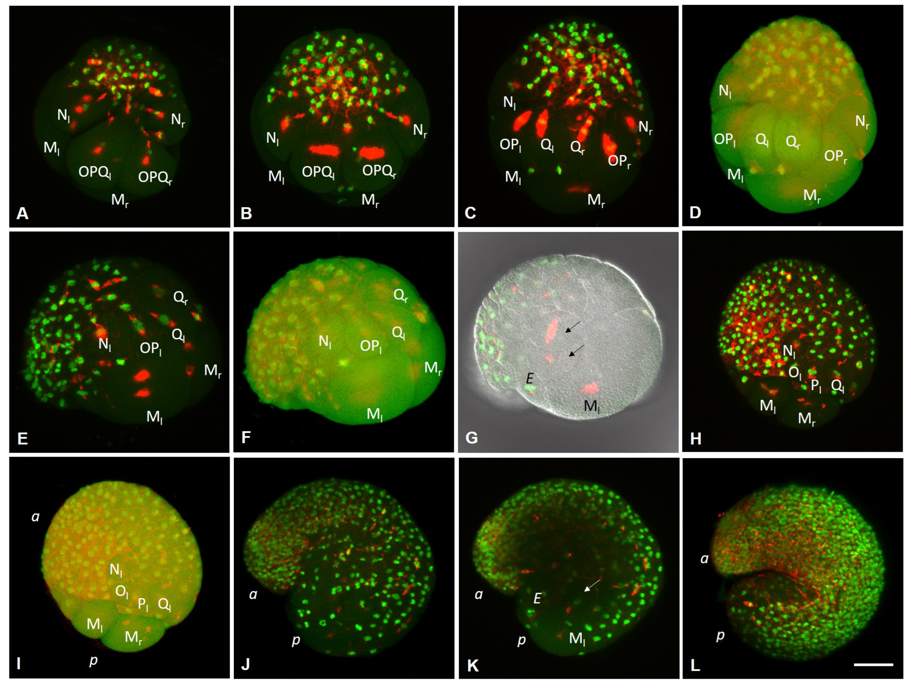 Biology 12 01508 g004 Biology 12 01508 g004