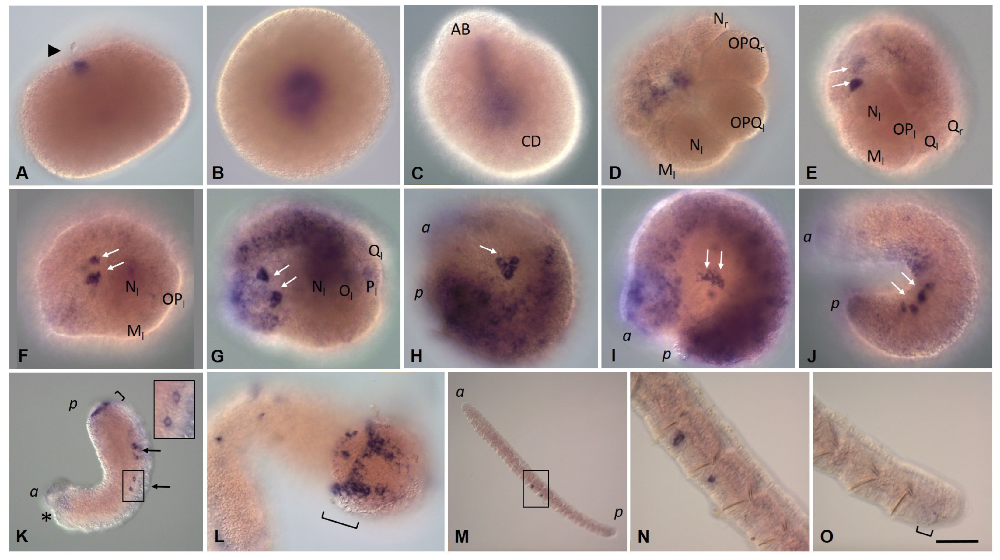 Biology 12 01508 g005 Biology 12 01508 g005
