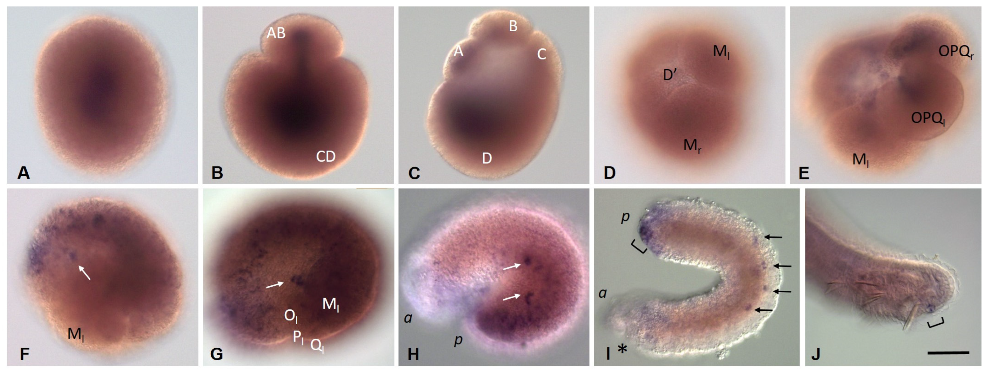Biology 12 01508 g006 Biology 12 01508 g006