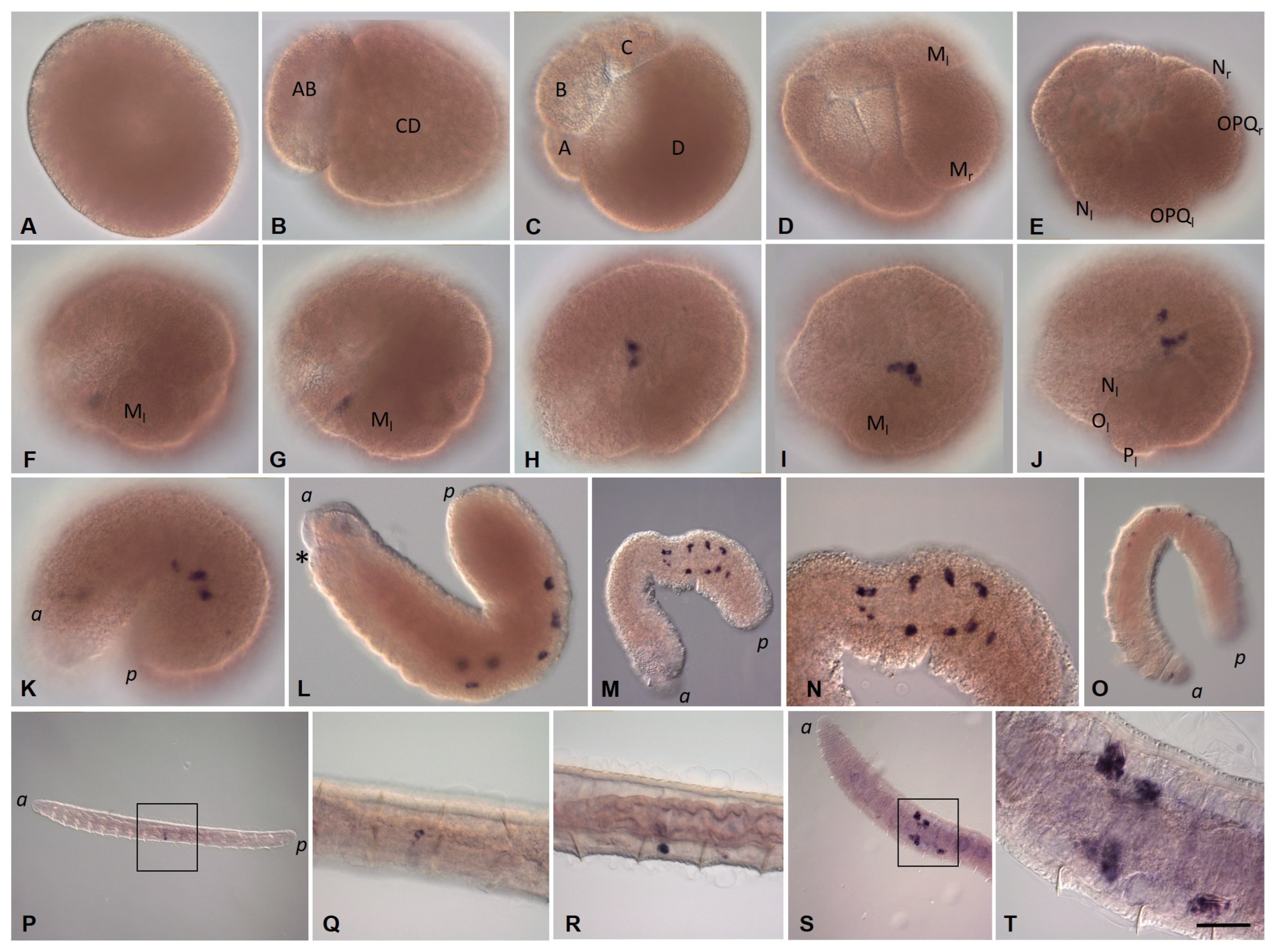 Biology 12 01508 g009 Biology 12 01508 g009