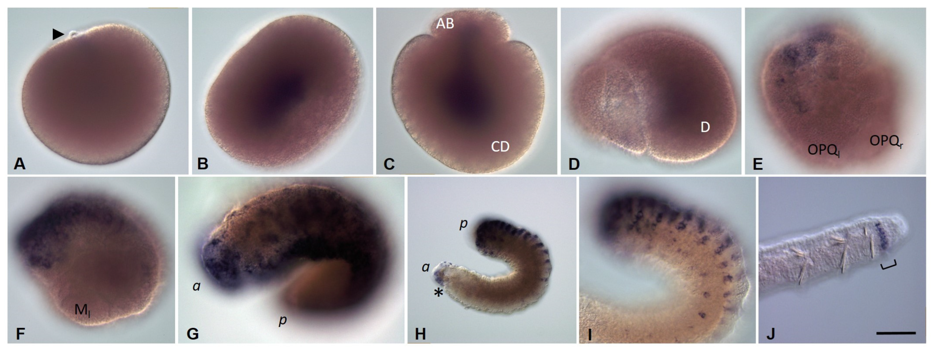Biology 12 01508 g010 Biology 12 01508 g010