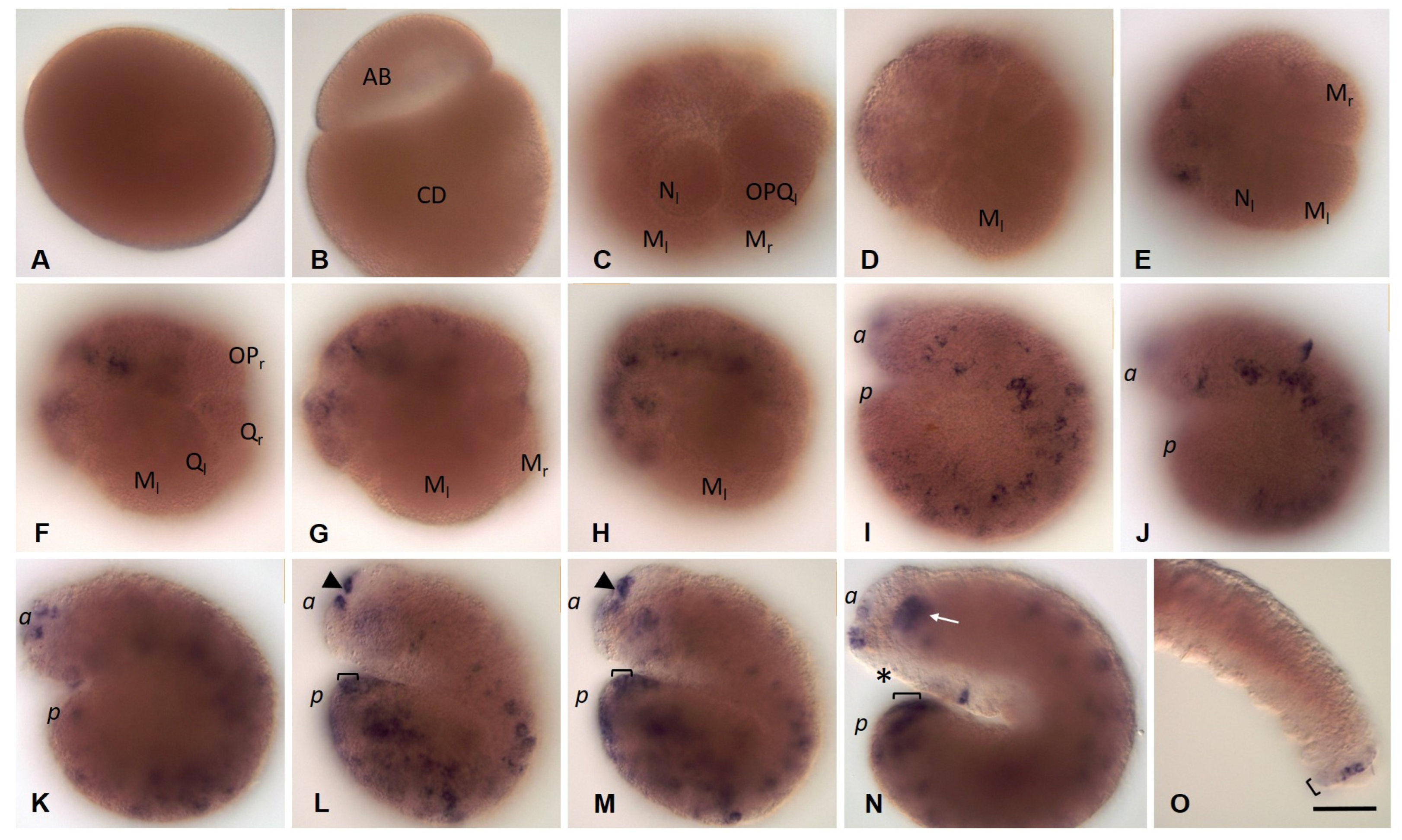 Biology 12 01508 g012 Biology 12 01508 g012