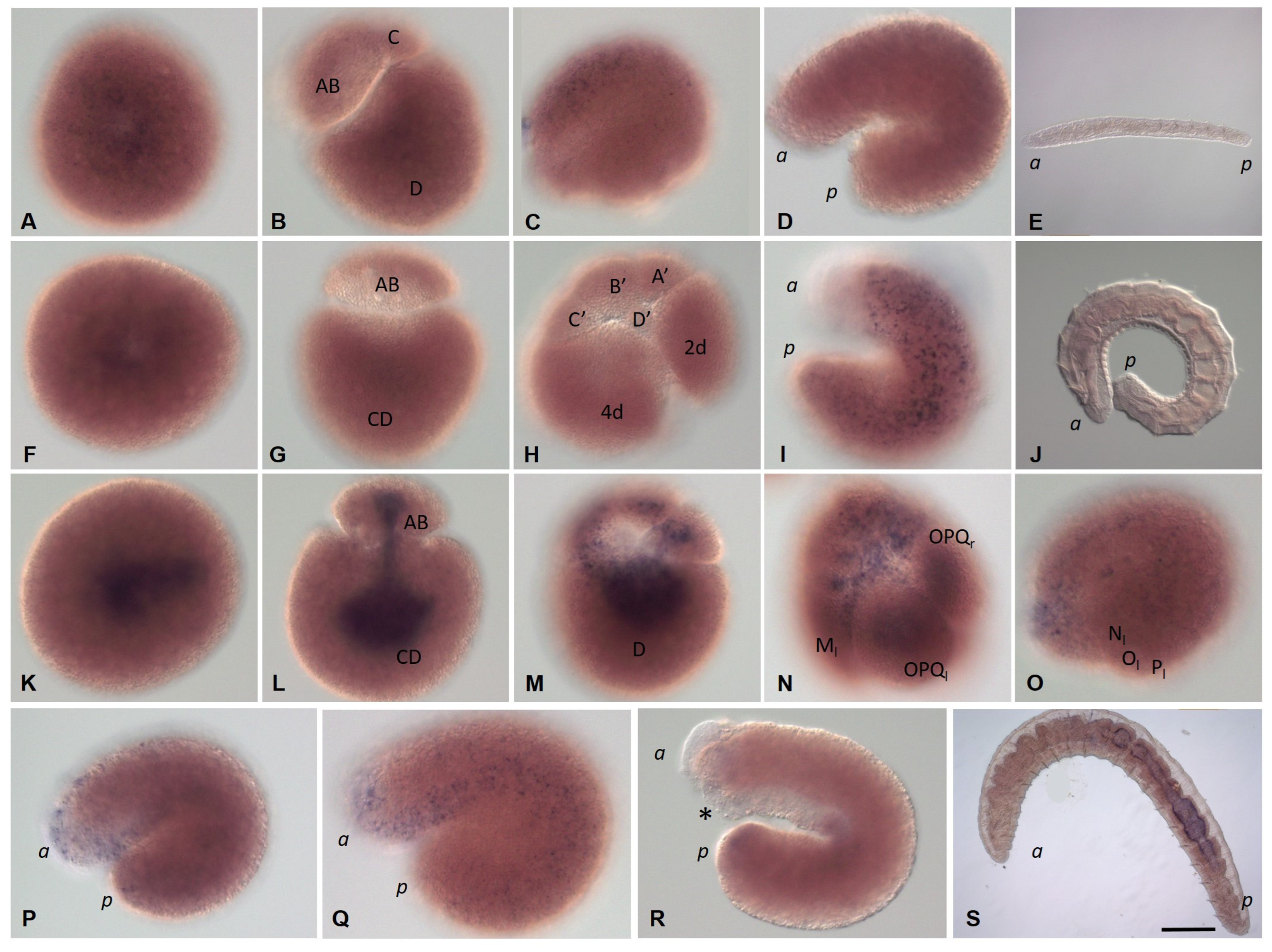 Biology 12 01508 g014 Biology 12 01508 g014