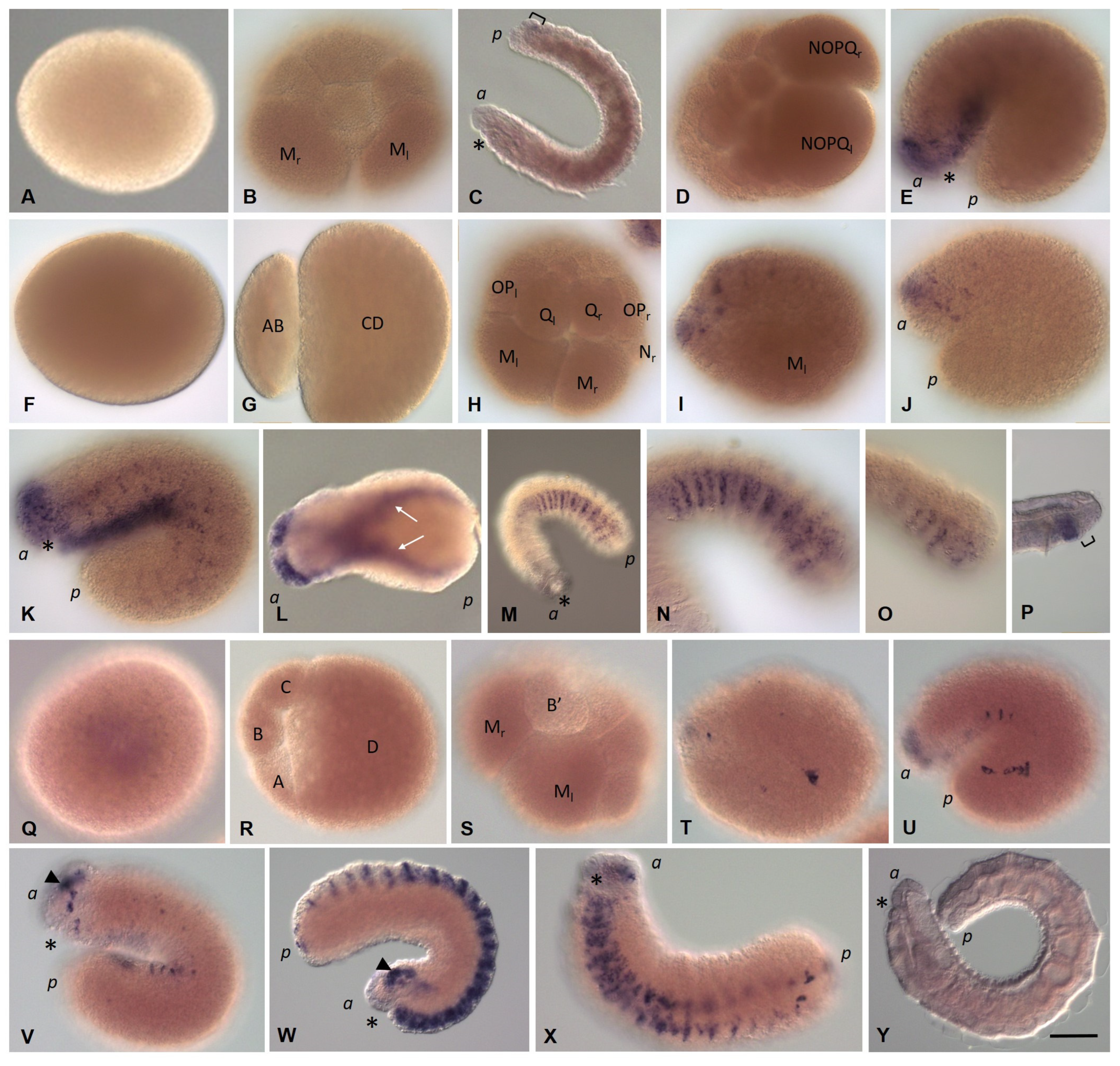 Biology 12 01508 g015 Biology 12 01508 g015