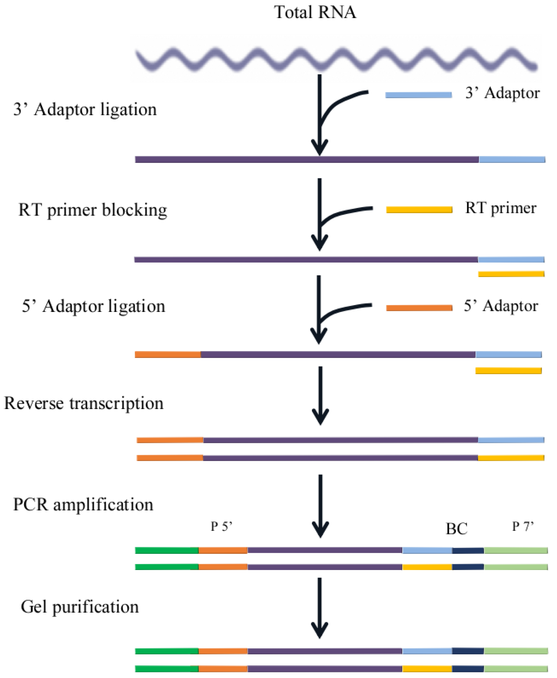 Biology 12 01510 g001