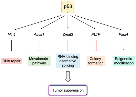 Expanding Roles of the E2F-RB-p53 Pathway in Tumor Suppression