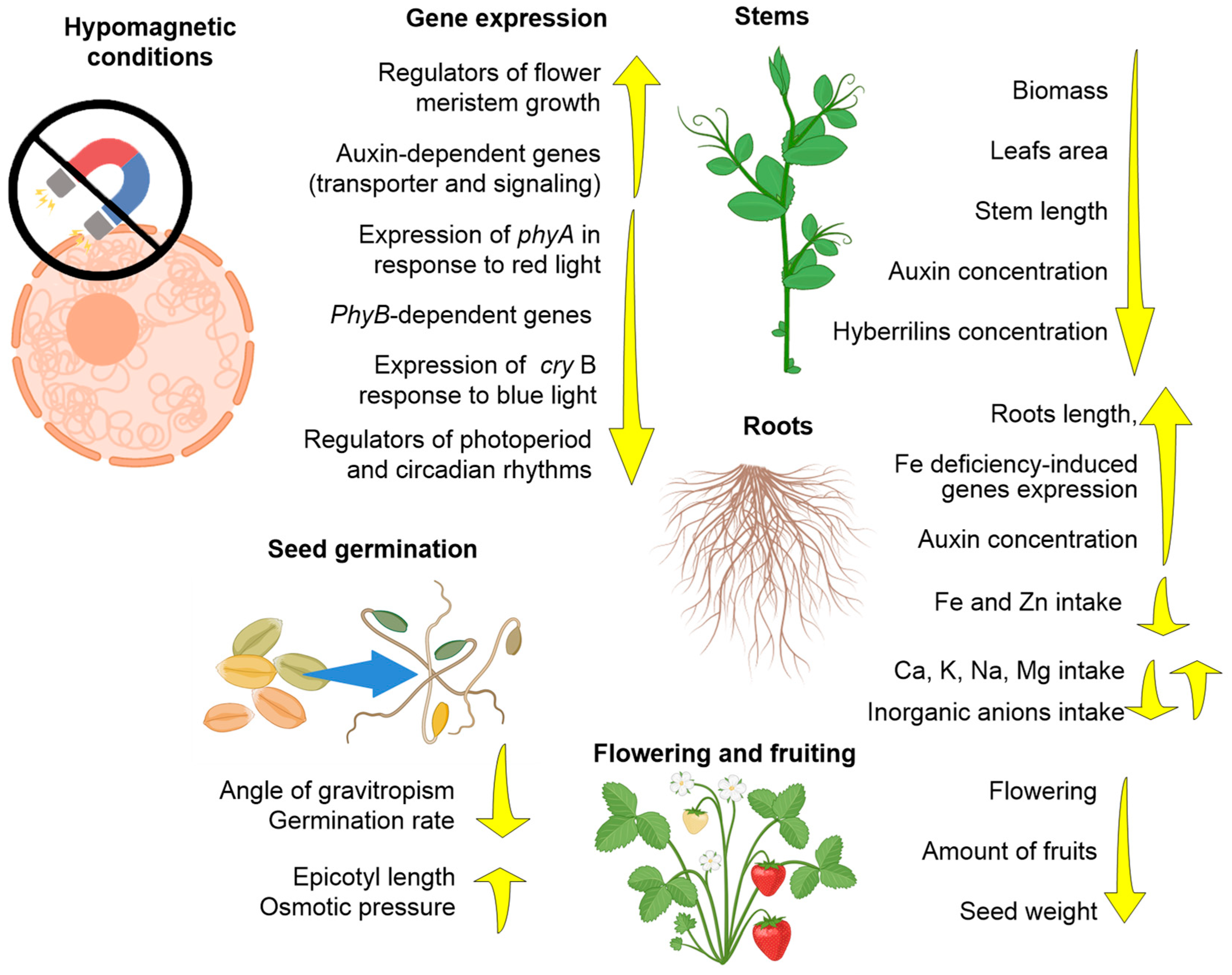 Biology 12 01513 g004 Biology 12 01513 g004