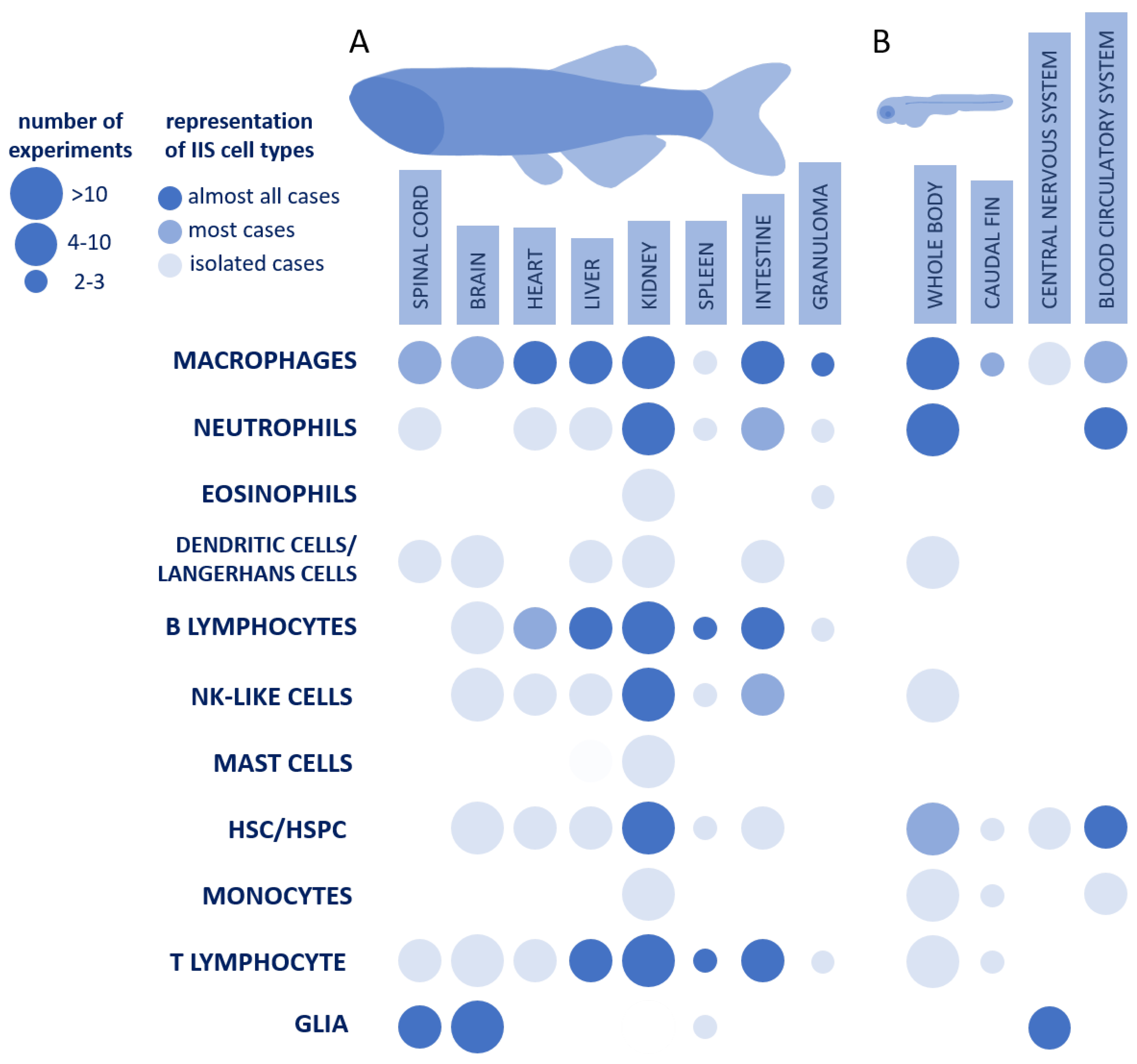 siberian mouses nude" Fishing Innate Immune System Properties through the Transcriptomic  Single-Cell Data of Teleostei