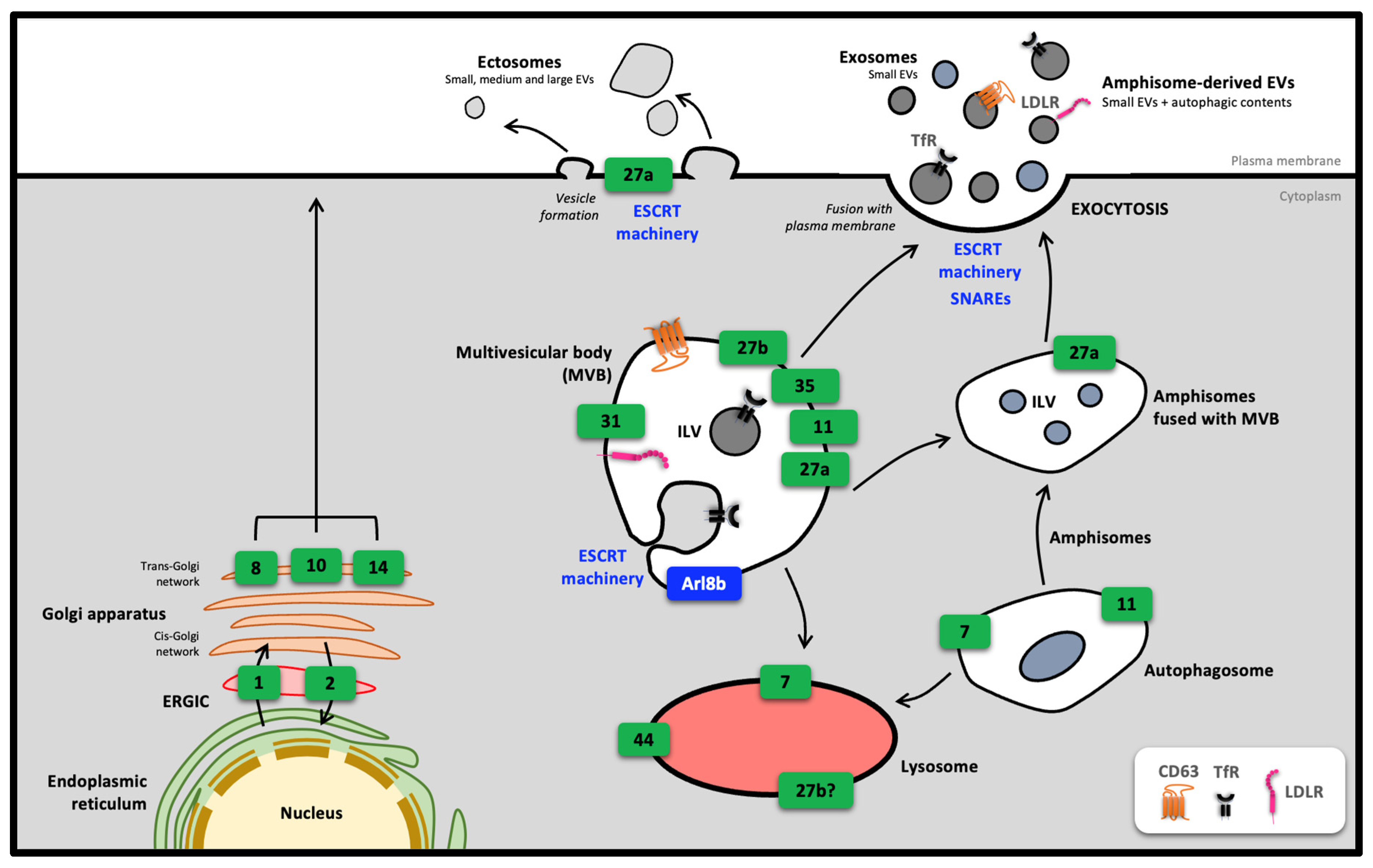 Biology 12 01530 g004