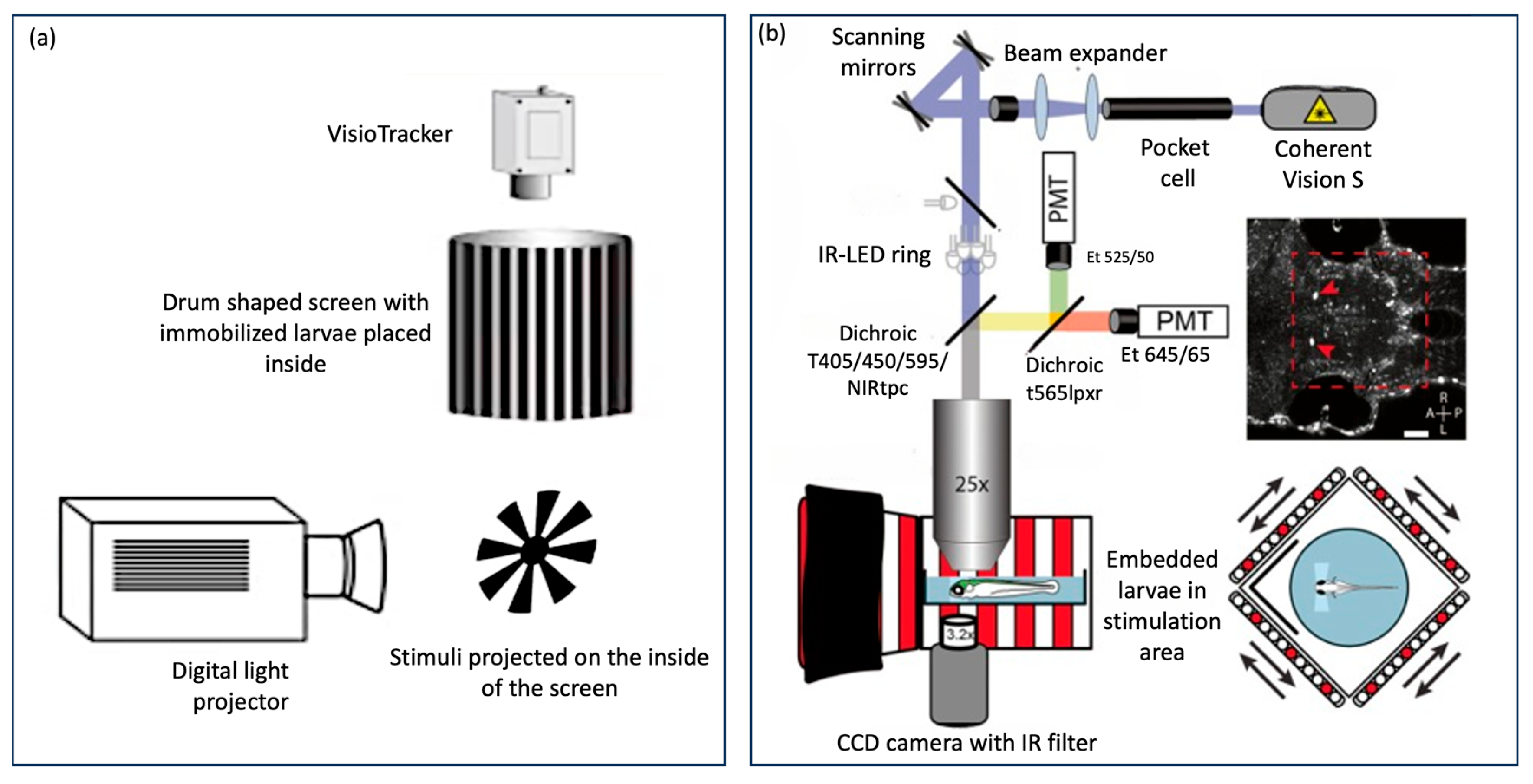 Biology 13 00004 g004