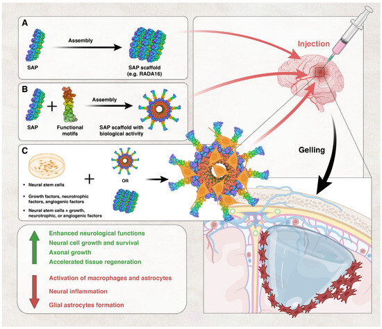 Biomaterials in Traumatic Brain Injury: Perspectives and