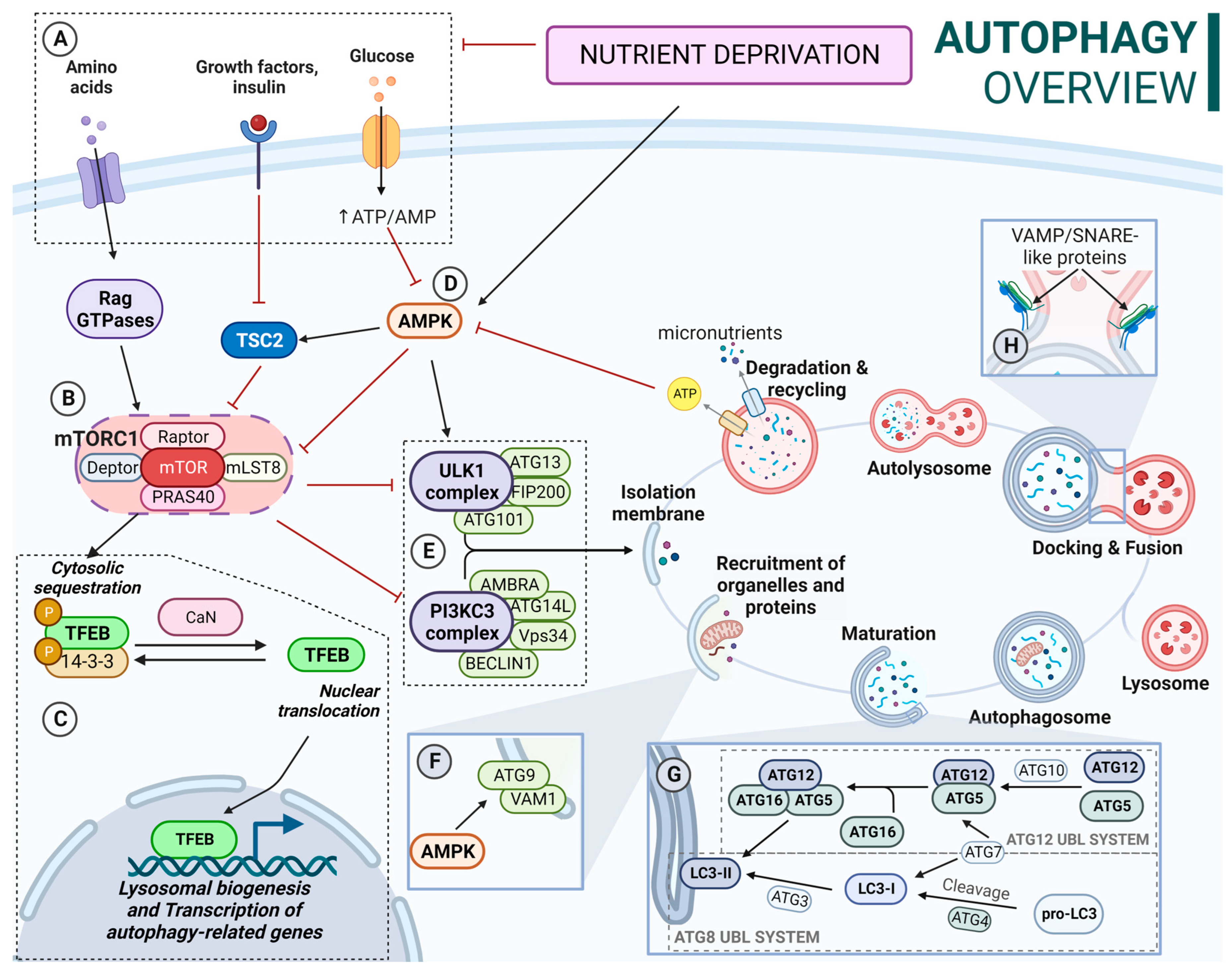 Biology 13 00034 g001