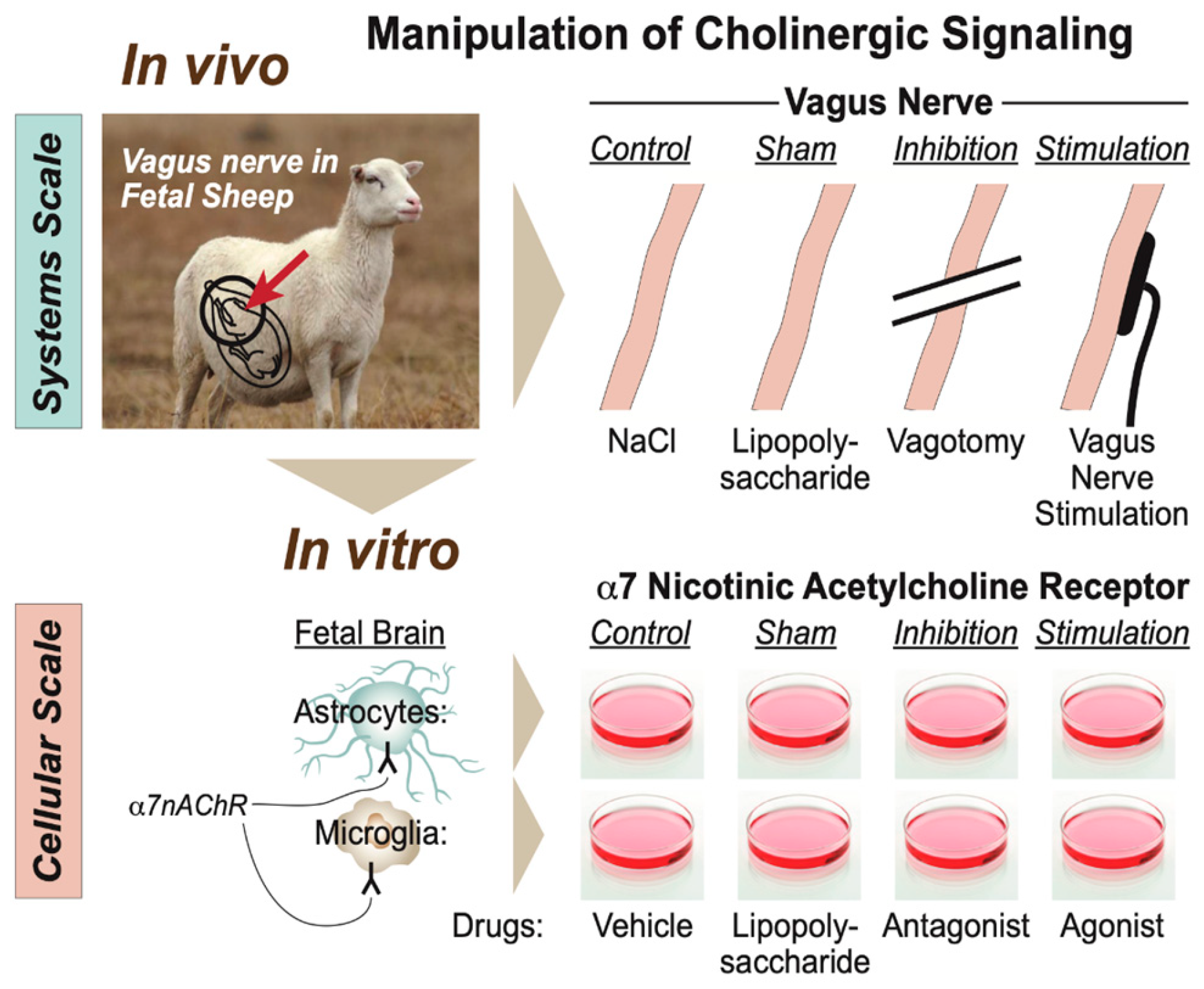 Biology 13 00038 g005 Biology 13 00038 g005