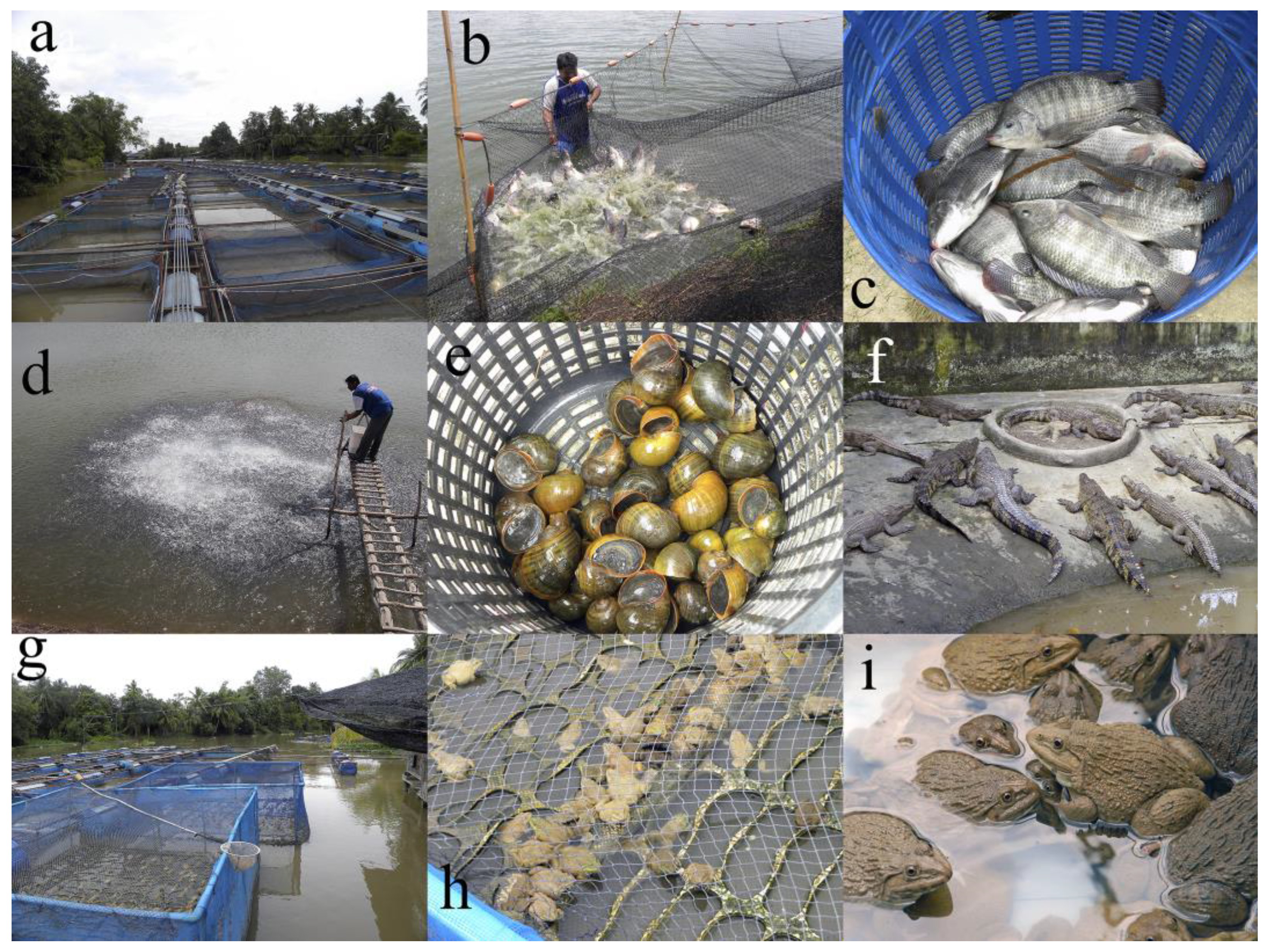 Aquaculture of Animal Species: Their Eukaryotic Parasites and the 