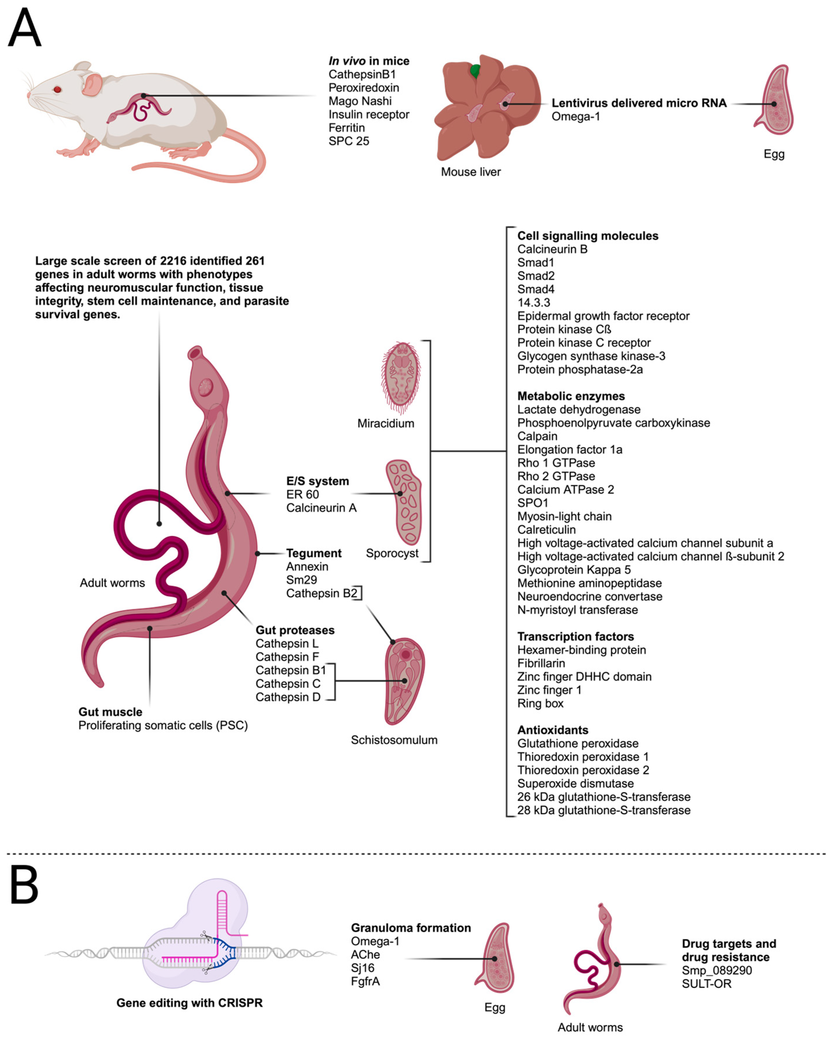 Biology 13 00048 g003 Biology 13 00048 g003