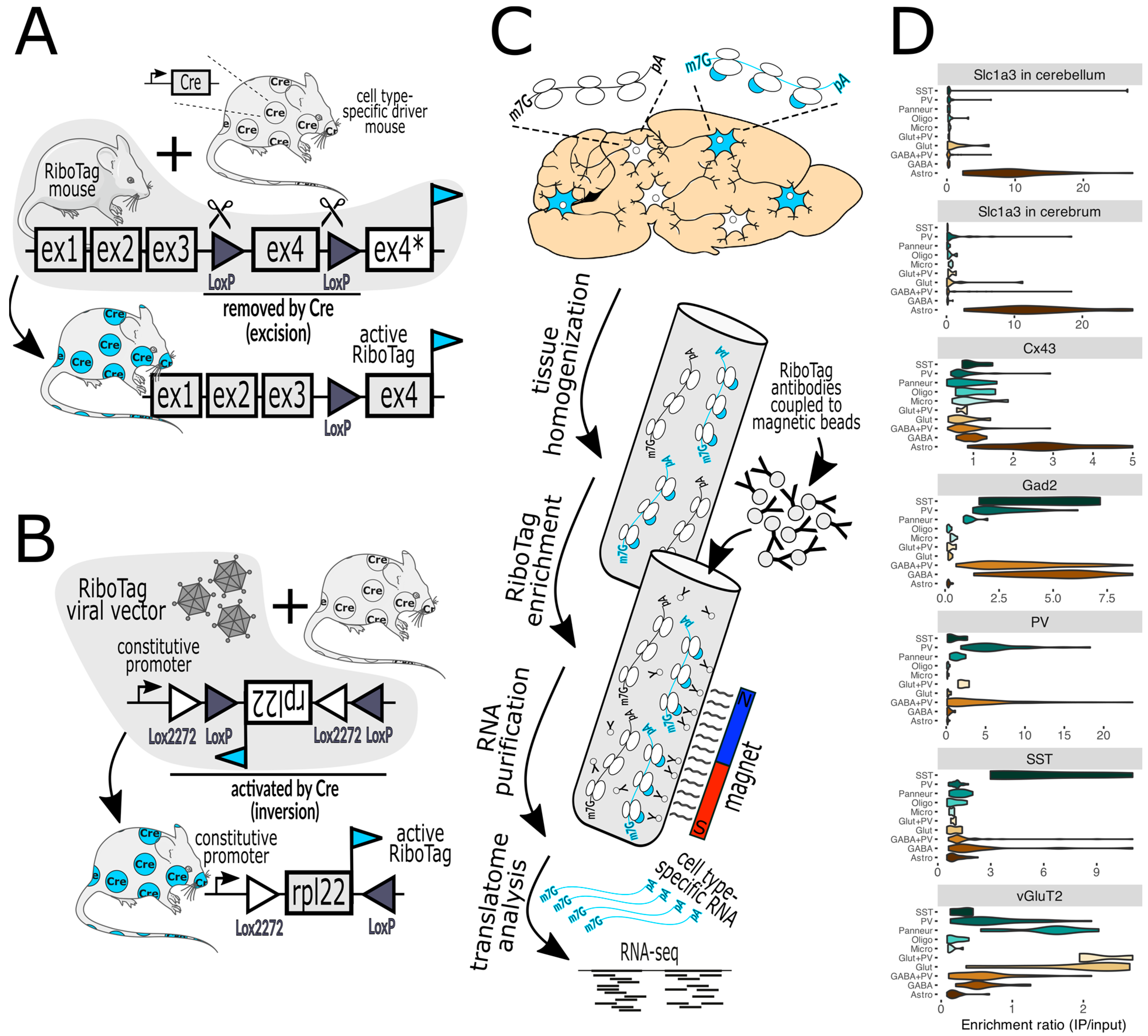 Biology 13 00067 g001 Biology 13 00067 g001