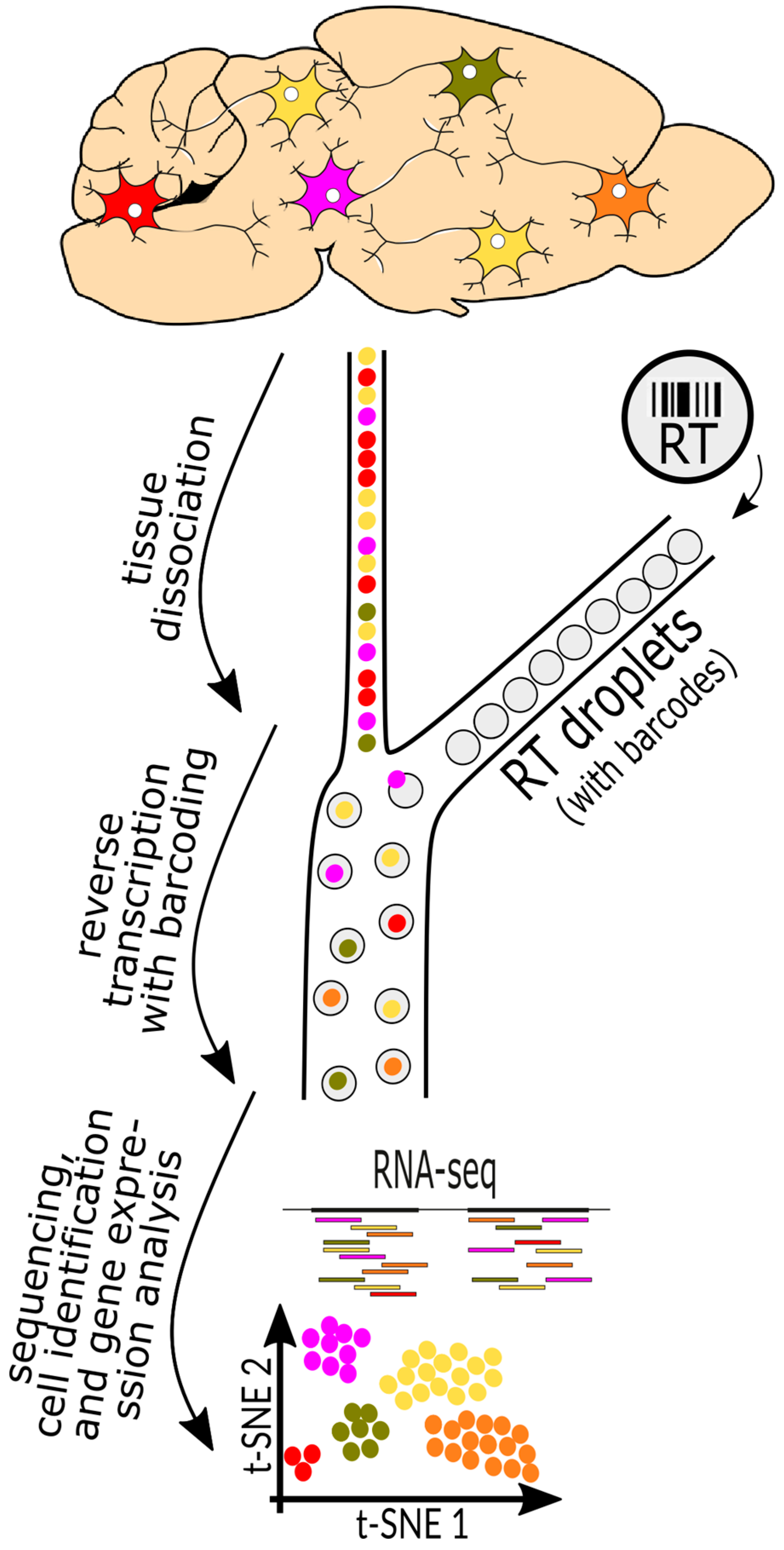 Biology 13 00067 g002 Biology 13 00067 g002