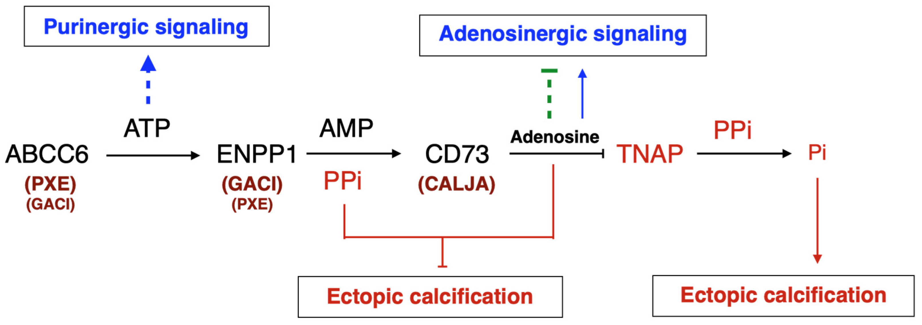 Biology 13 00074 g001 Biology 13 00074 g001
