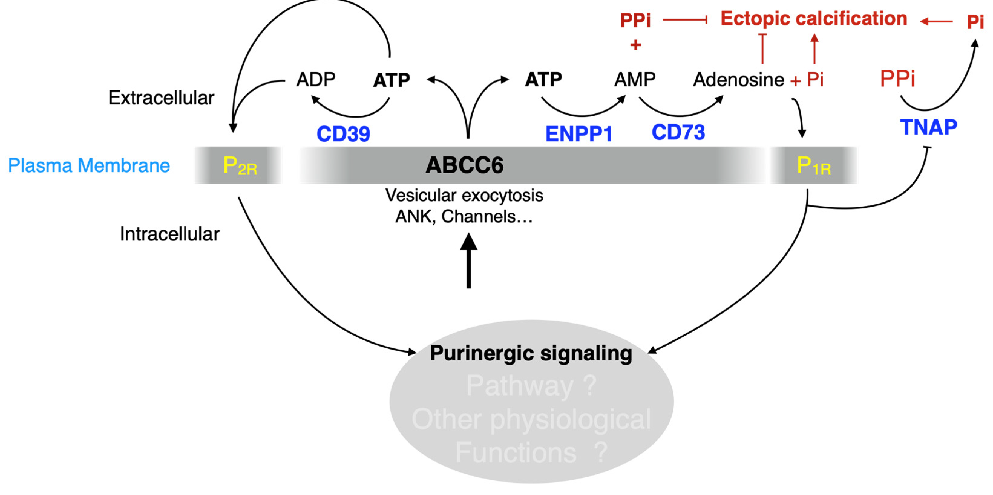 Biology 13 00074 g006 Biology 13 00074 g006