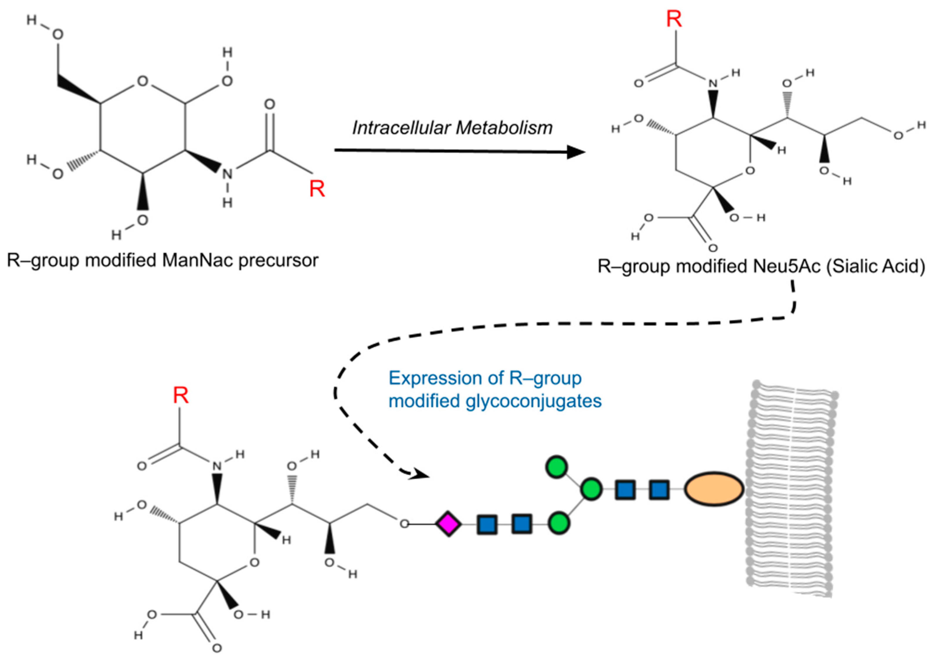 Biology 13 00076 g001