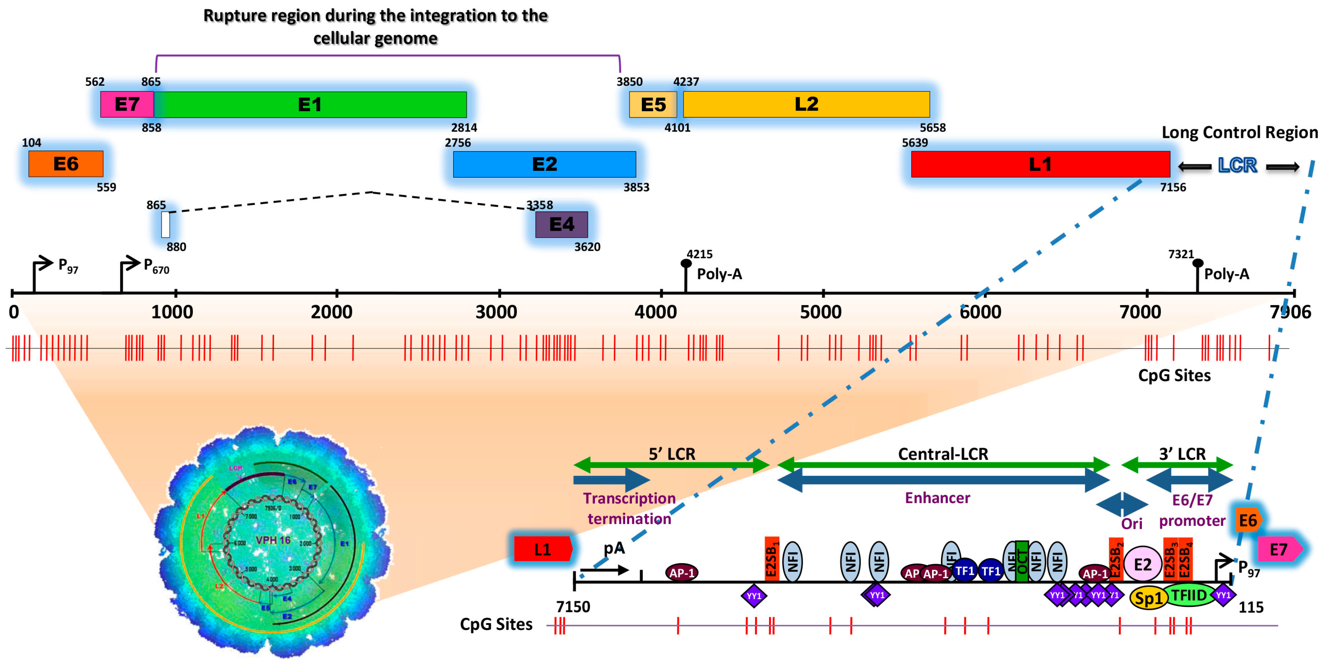 Biology 13 00077 g001 Biology 13 00077 g001