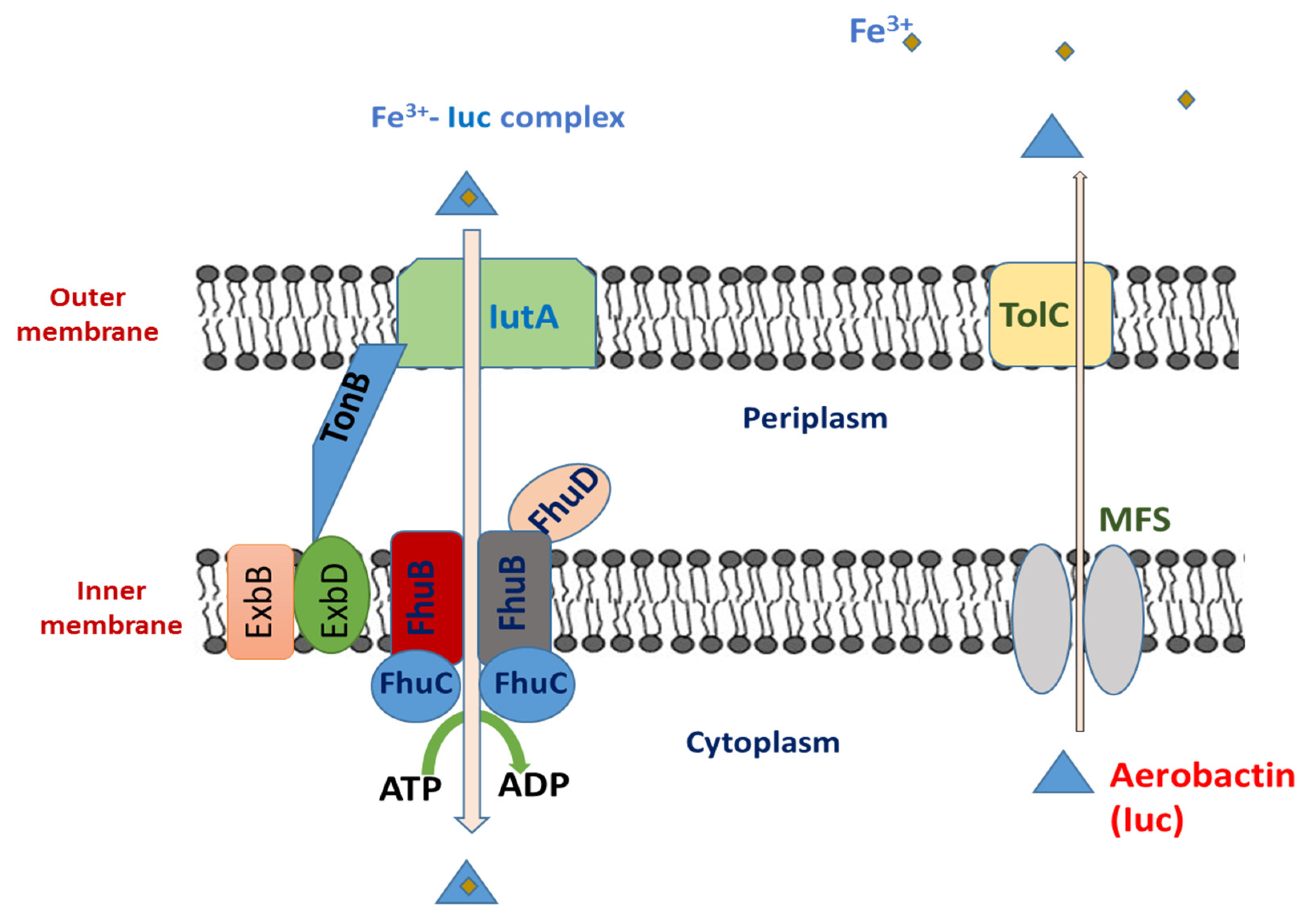 Biology 13 00078 g003