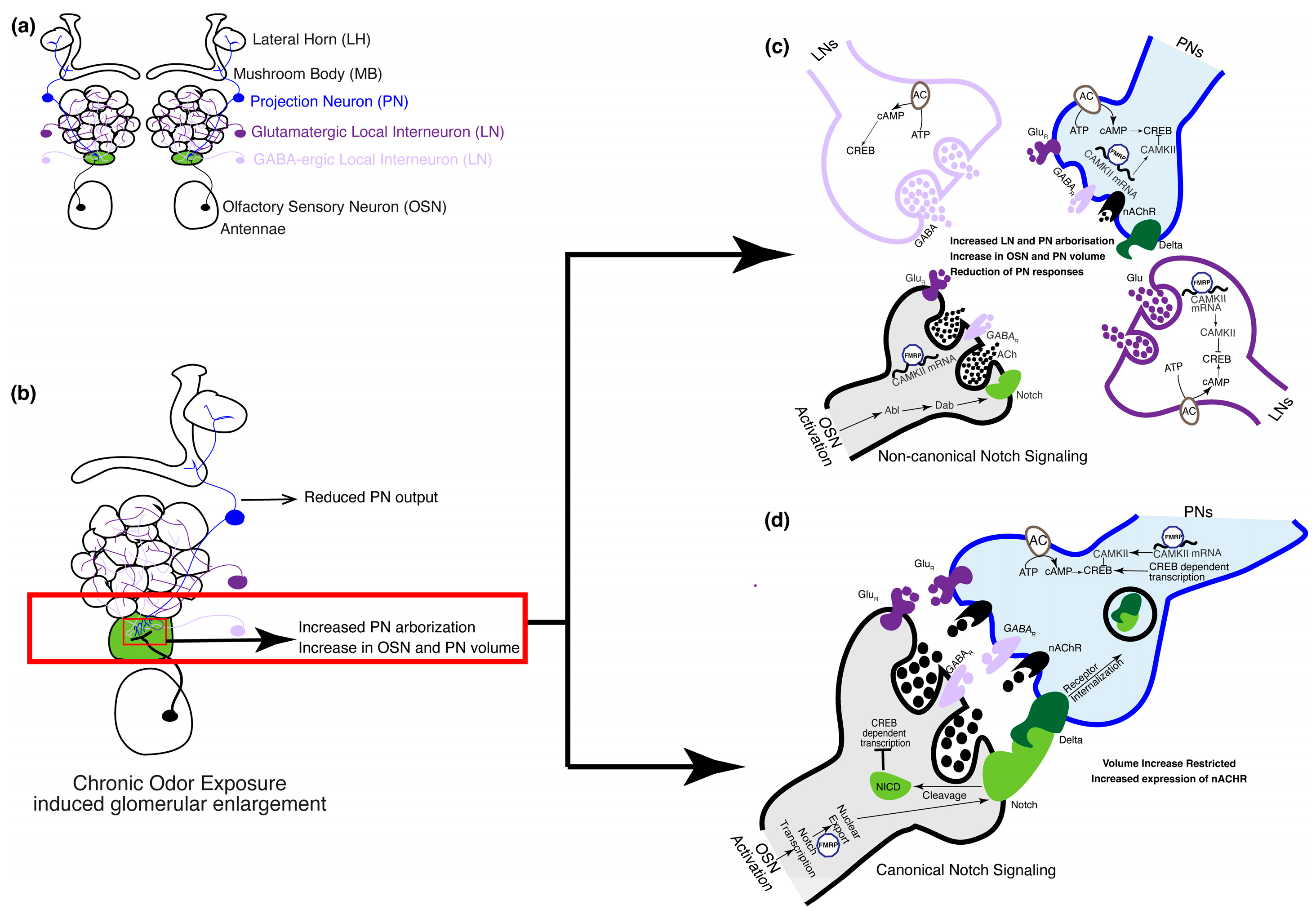 Biology 13 00094 g003 Biology 13 00094 g003