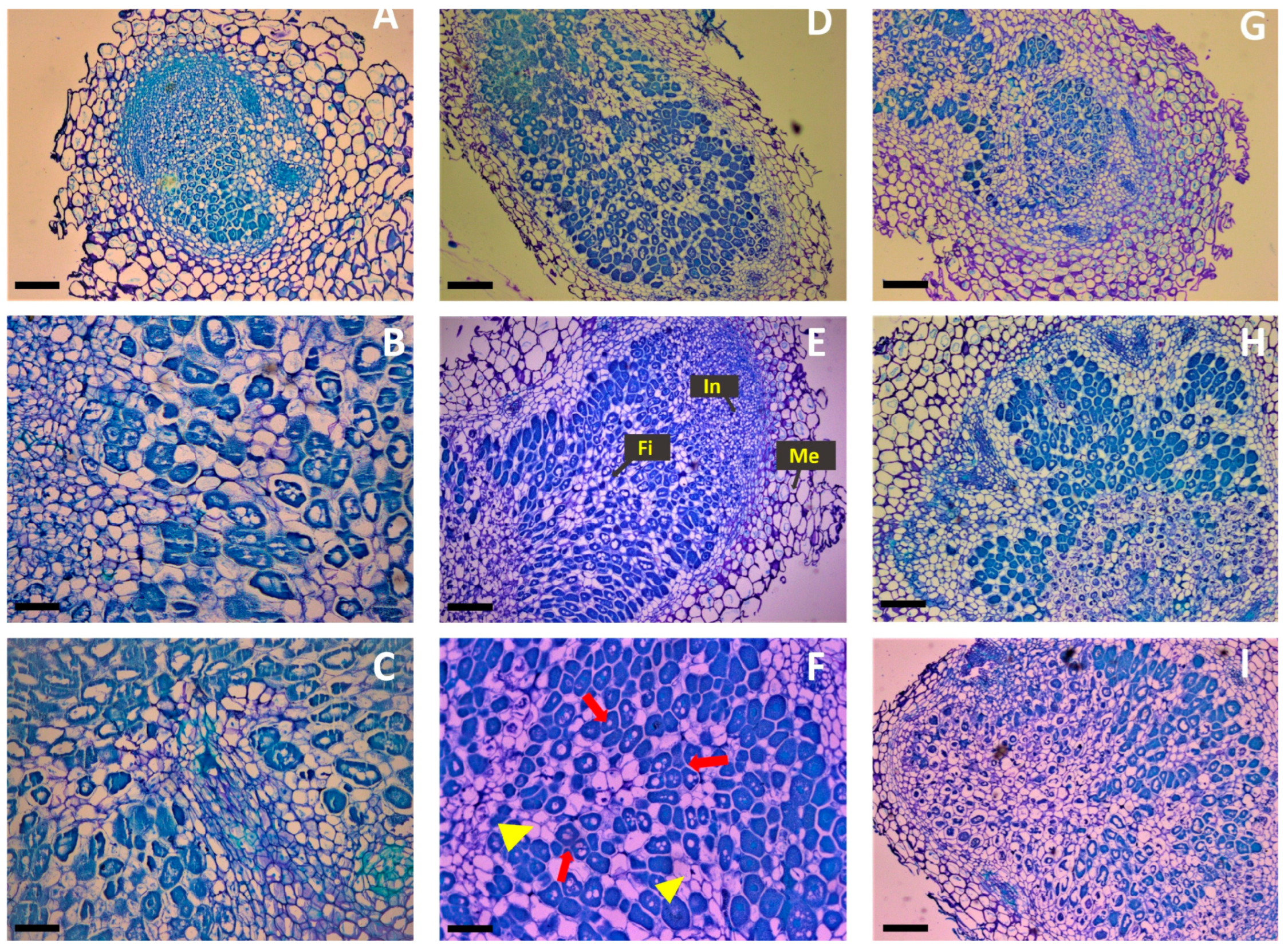 Biology 13 00096 g004
