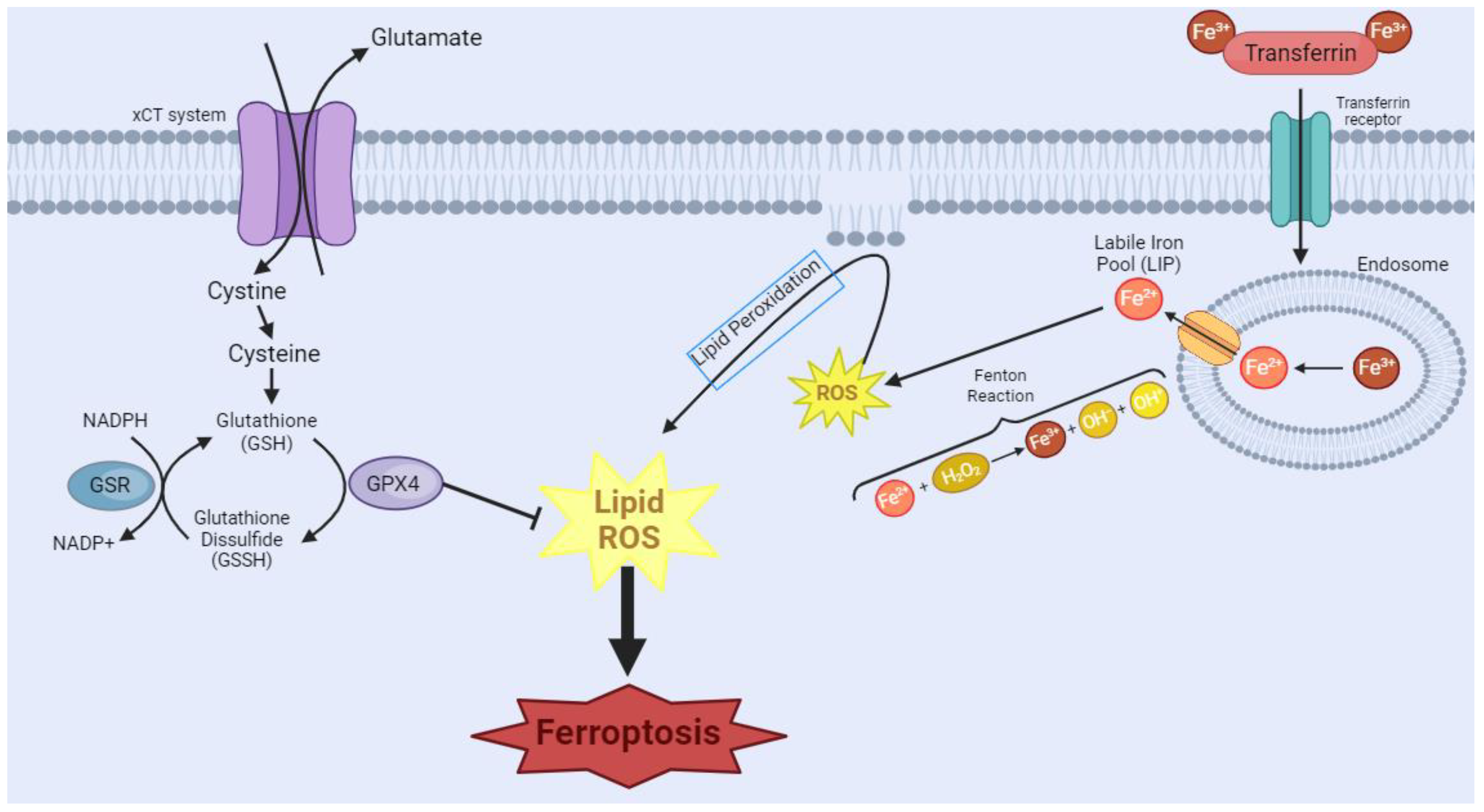 Biology 13 00103 g002
