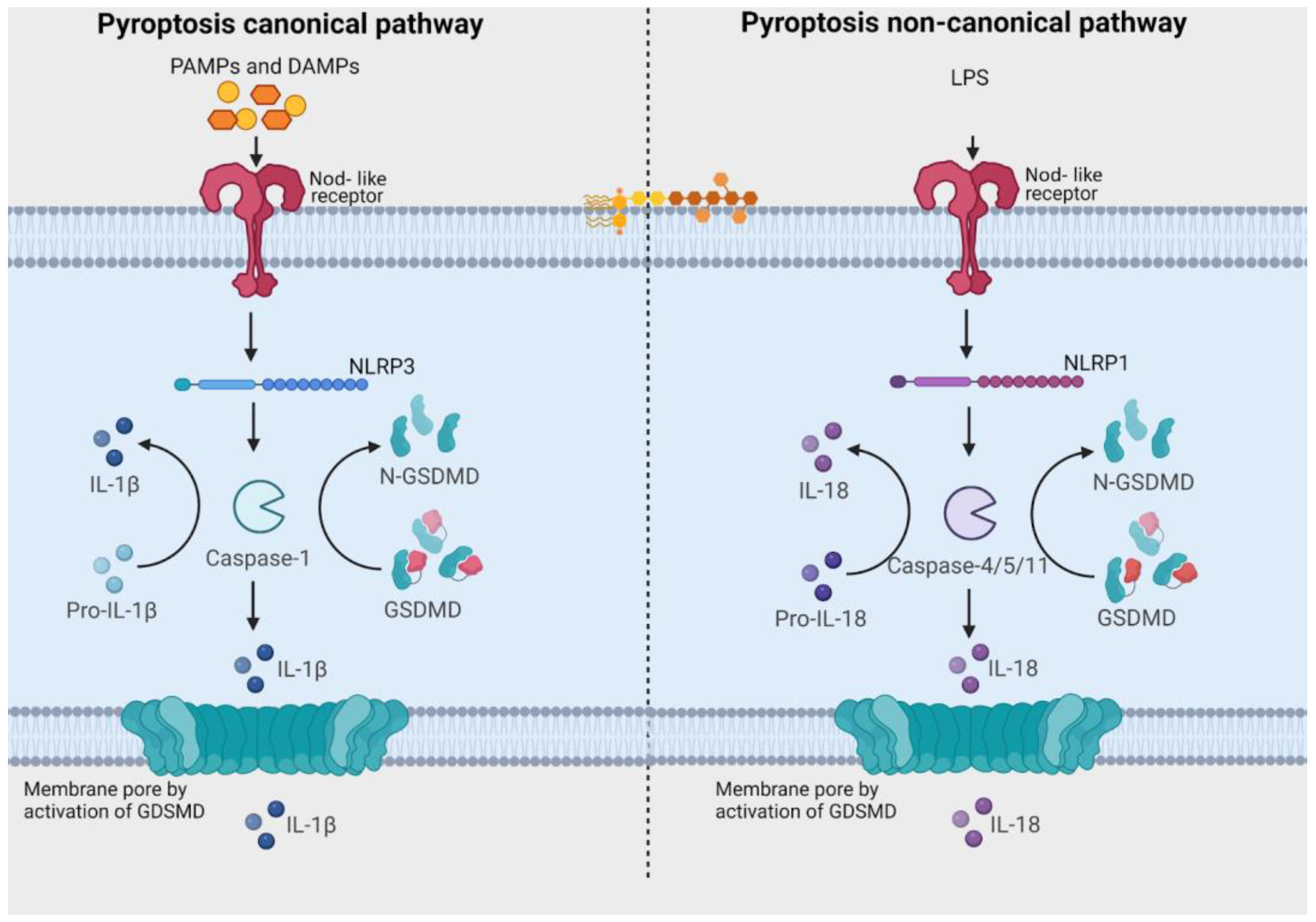 Biology 13 00103 g003