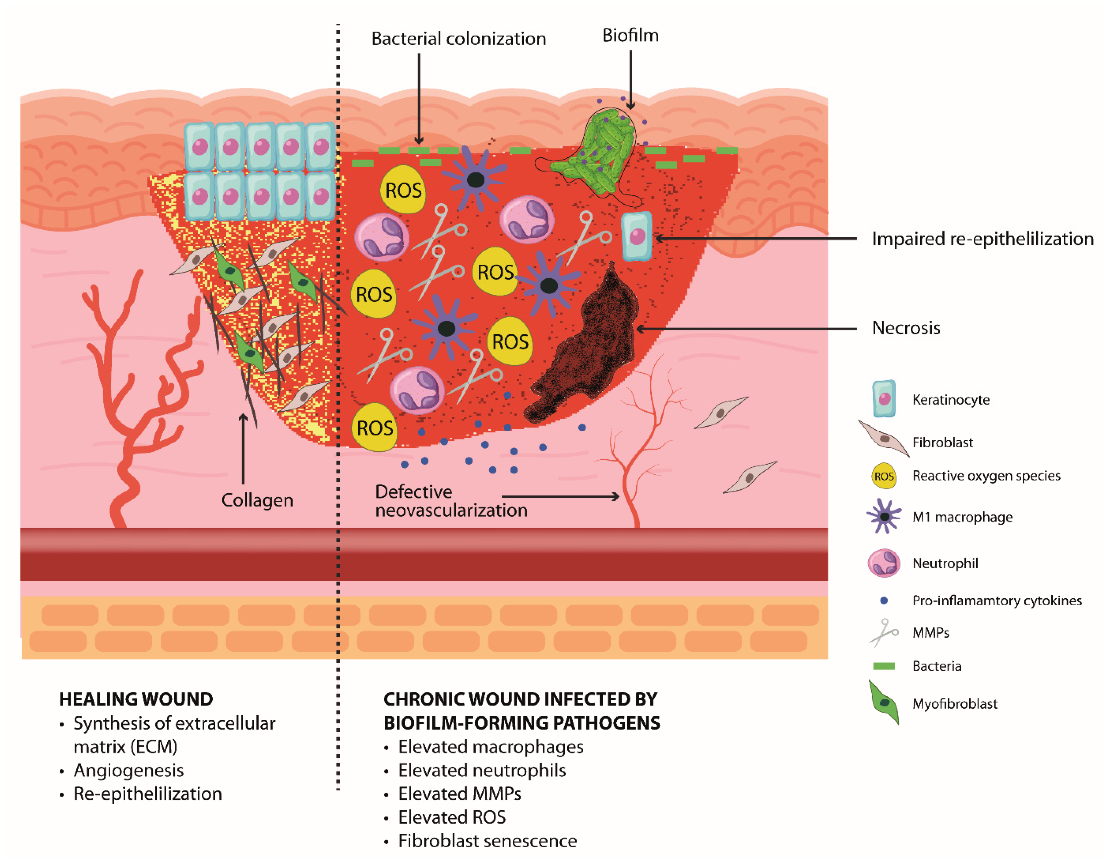 Biology 13 00109 g002