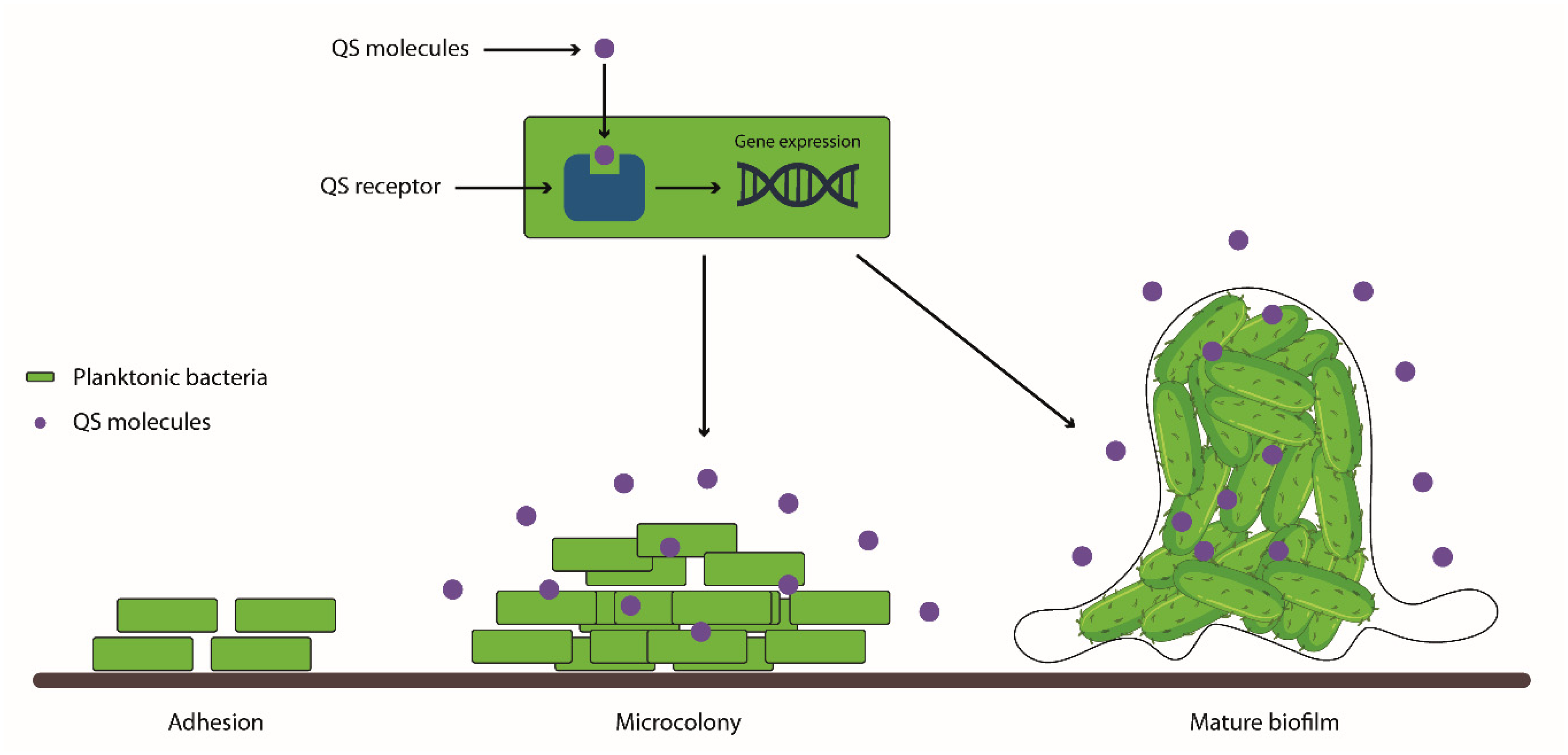 Biology 13 00109 g003