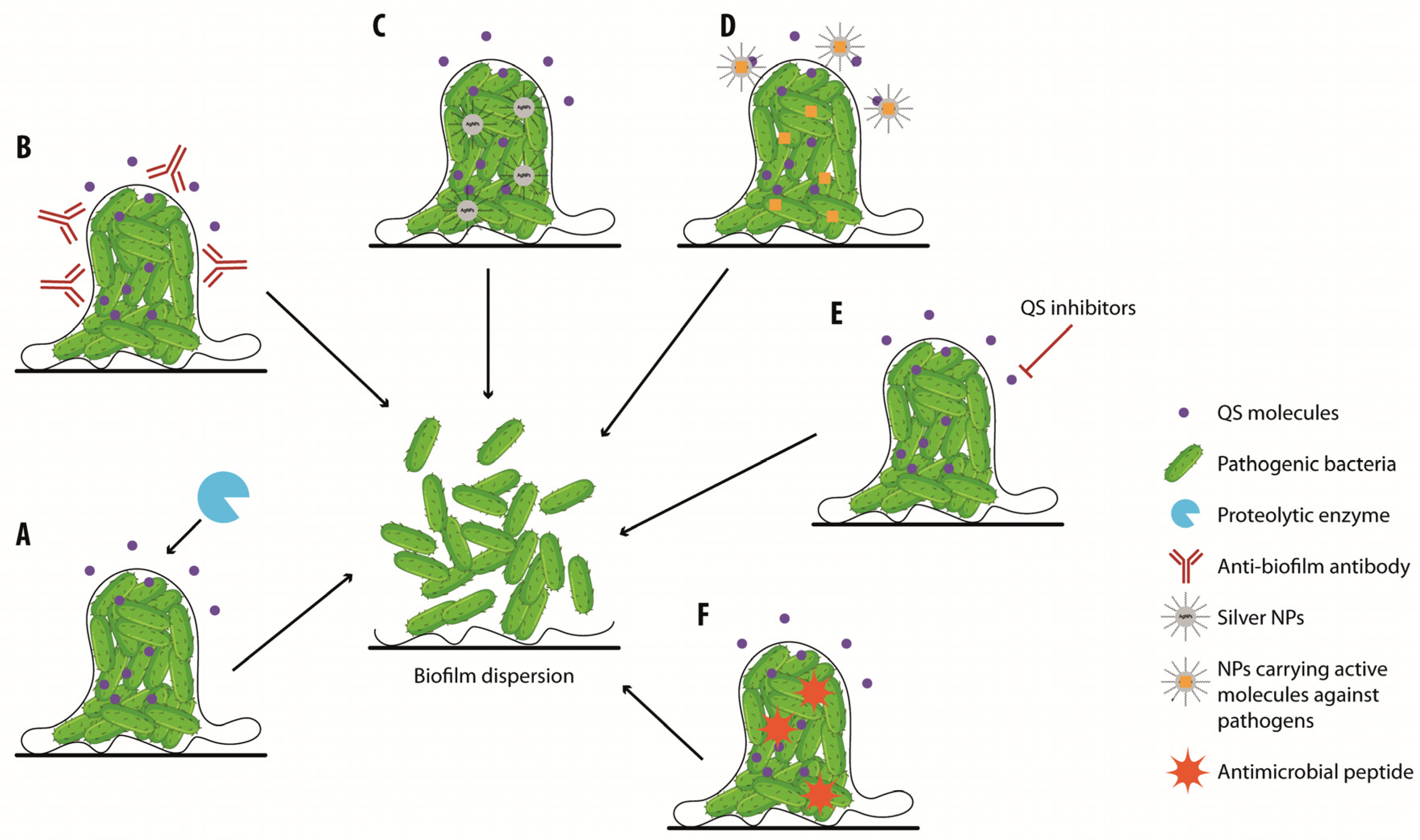 Biology 13 00109 g005