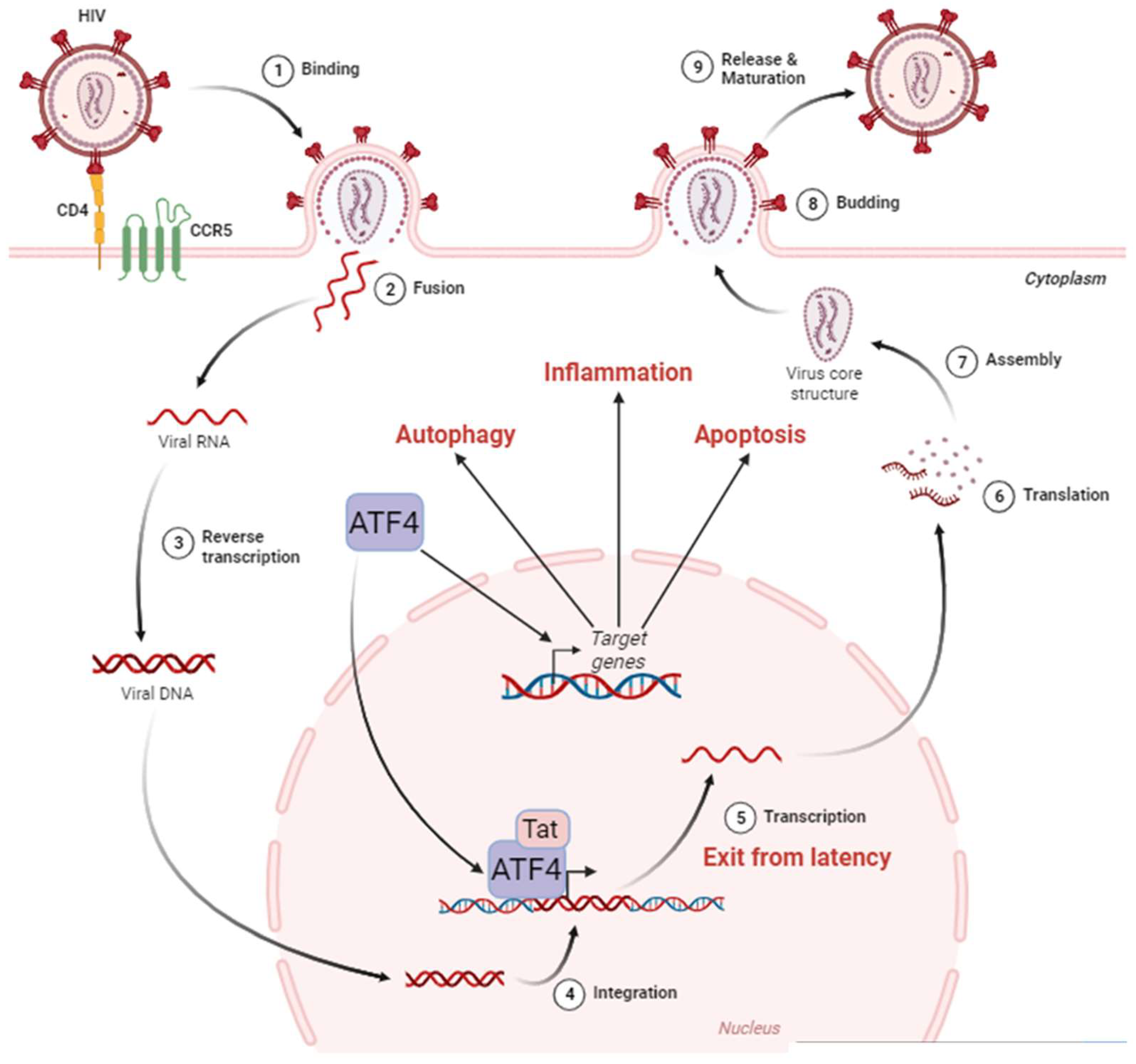 ATF4 Signaling in HIV-1 Infection: Viral Subversion of a Stress ...