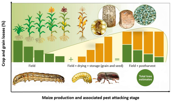 The Fall Armyworm and Larger Grain Borer Pest Invasions in Africa 